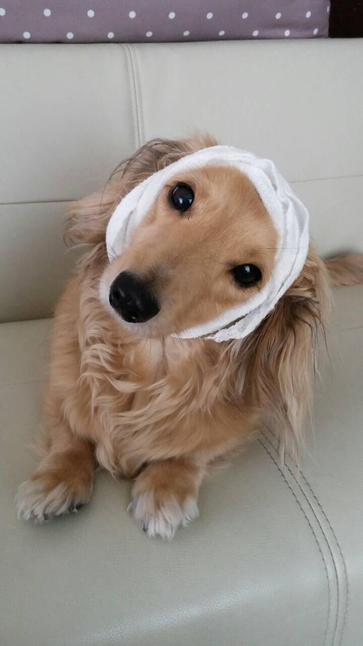 わんにゃんサイトの犬の写真