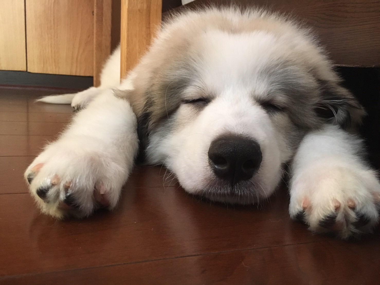 わんにゃんサイトの犬の写真