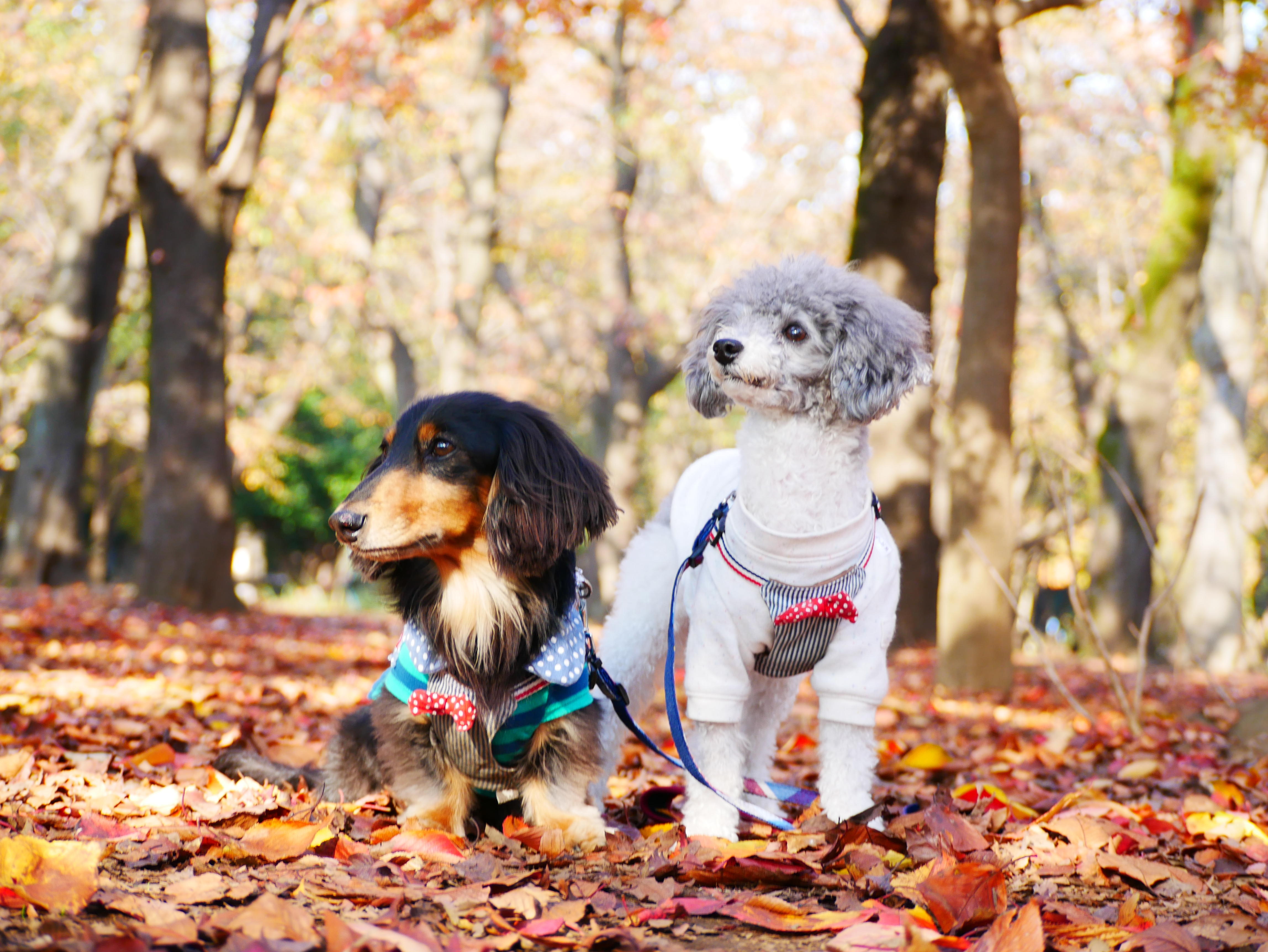 わんにゃんサイトの犬の写真