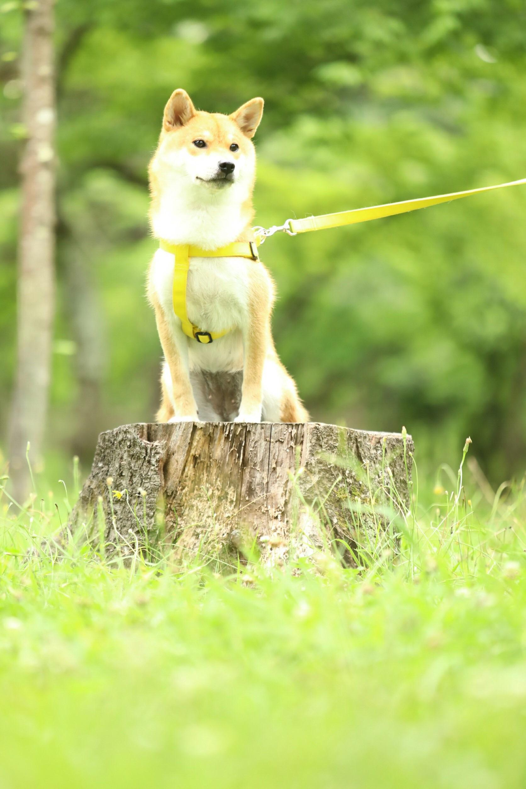 わんにゃんサイトの犬の写真