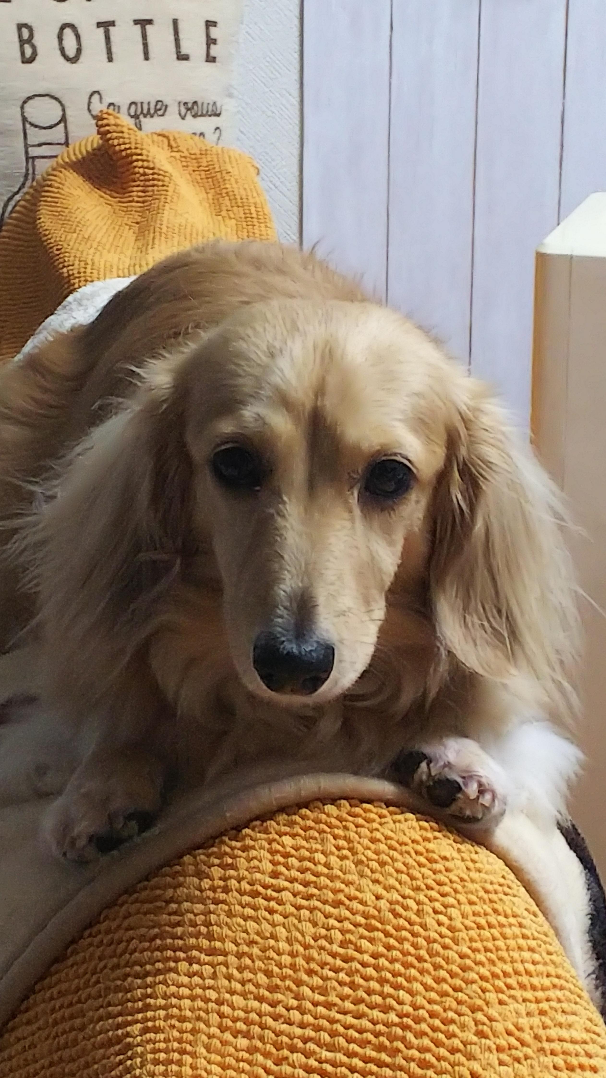 わんにゃんサイトの犬の写真