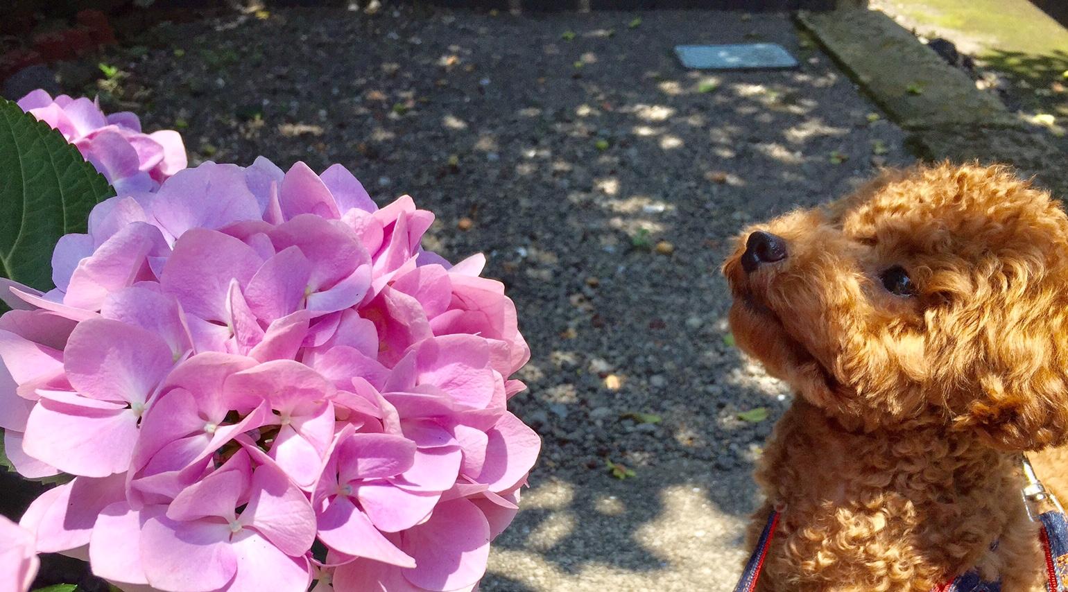わんにゃんサイトの犬の写真