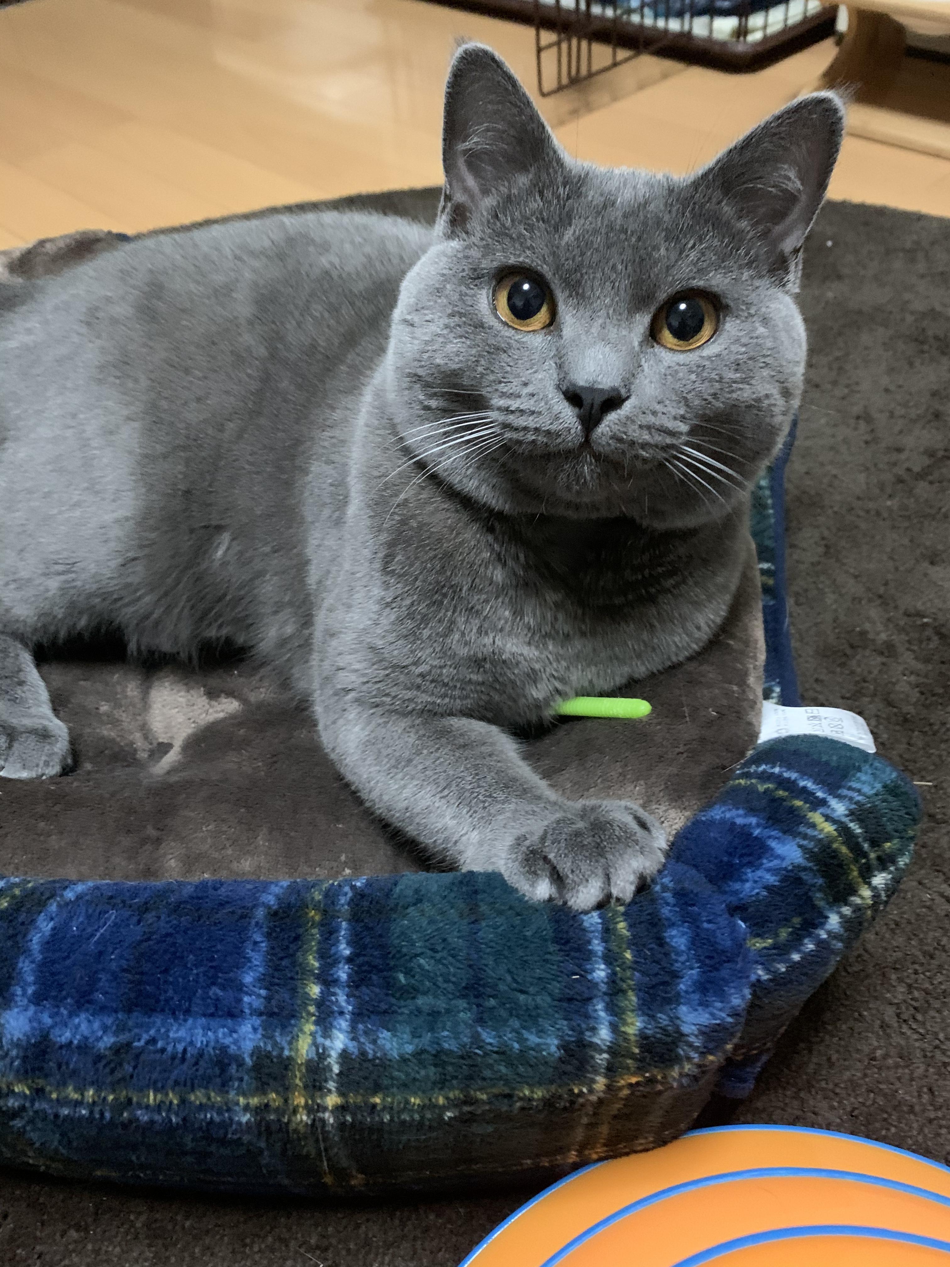 わんにゃんサイトの猫の写真