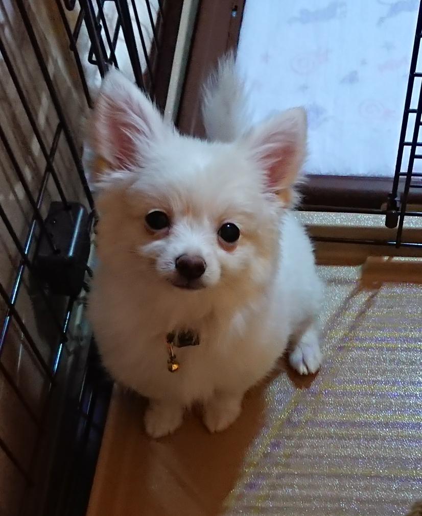 わんにゃんサイトの犬の写真