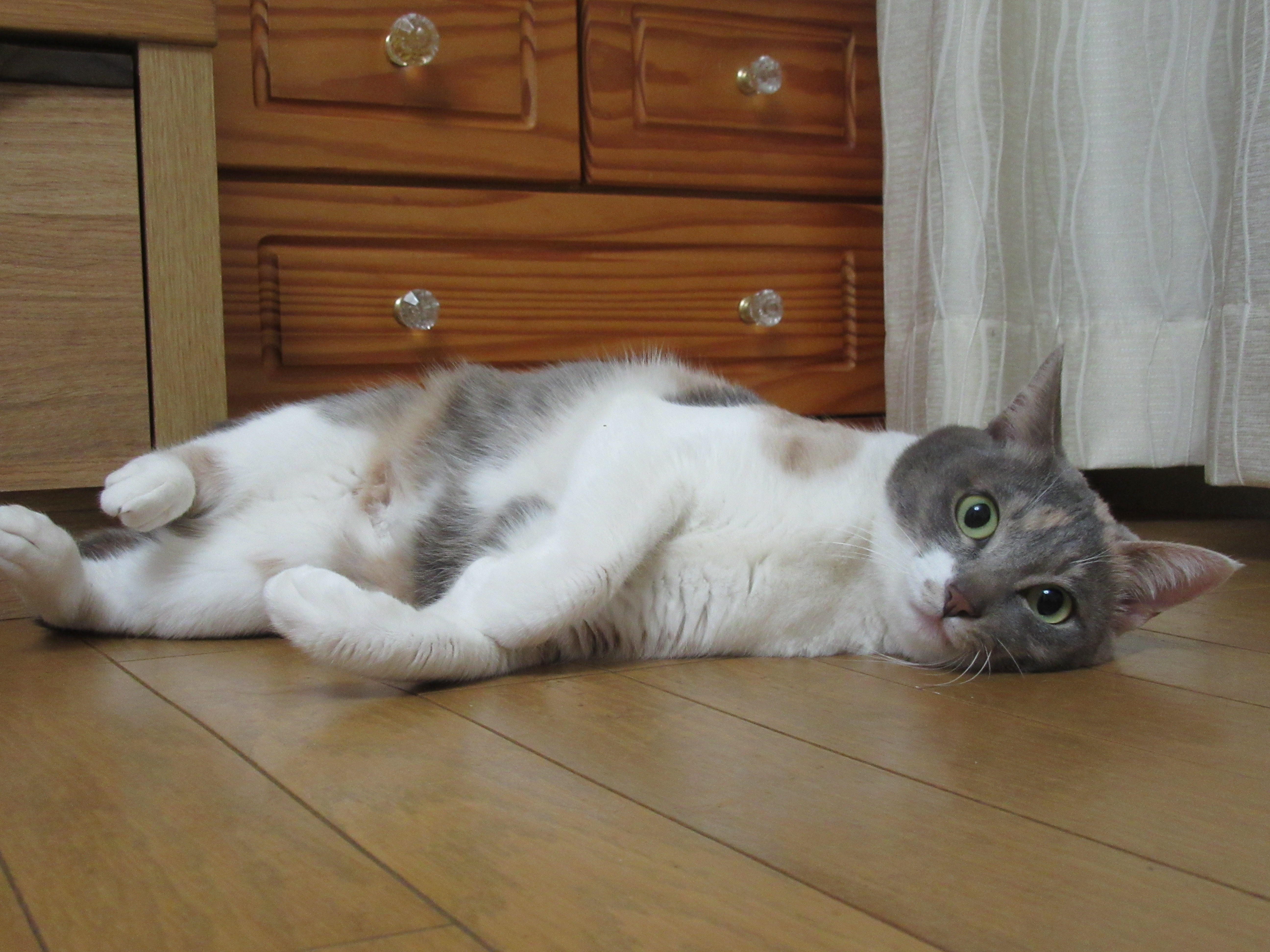 わんにゃんサイトの猫の写真