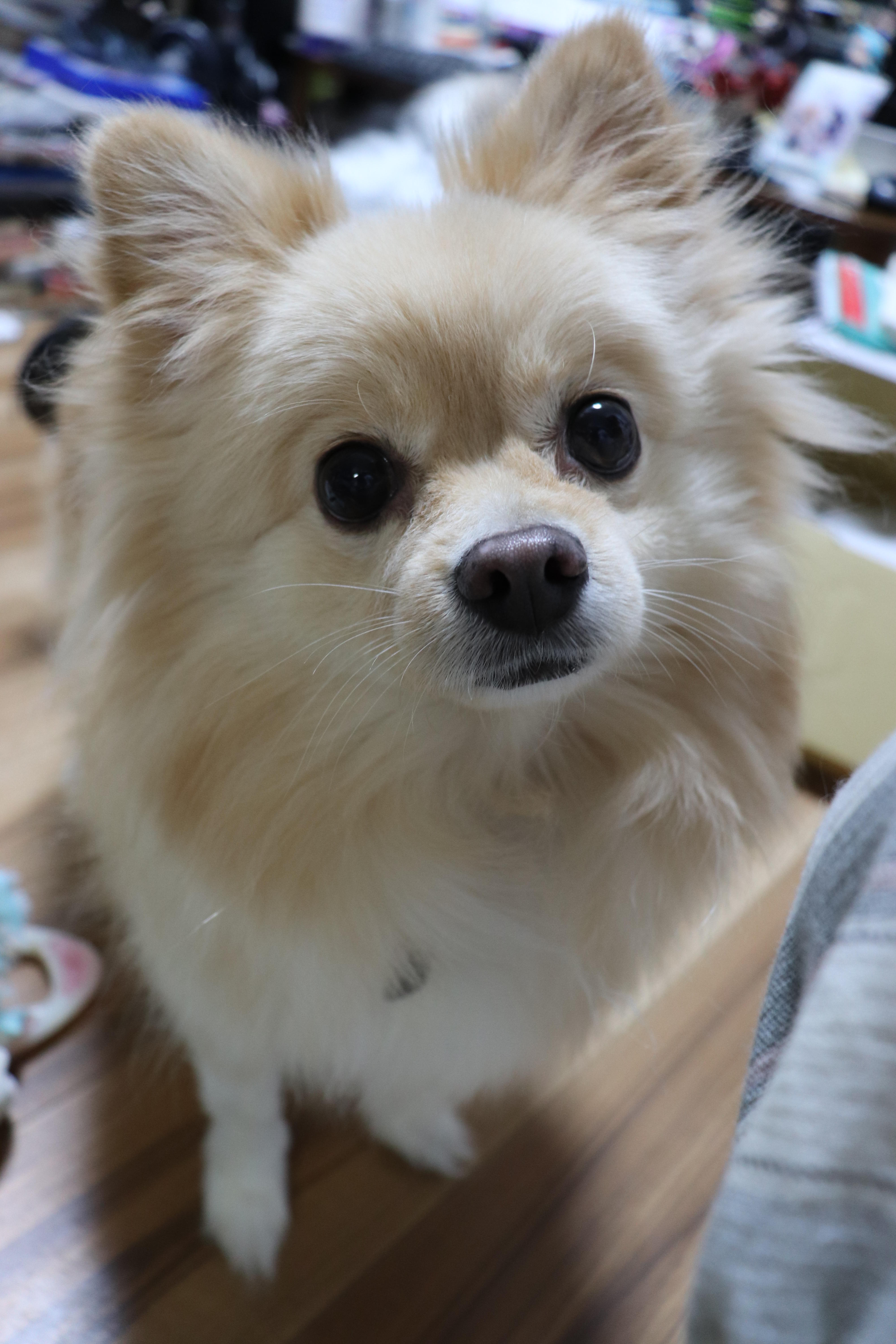 わんにゃんサイトの犬の写真