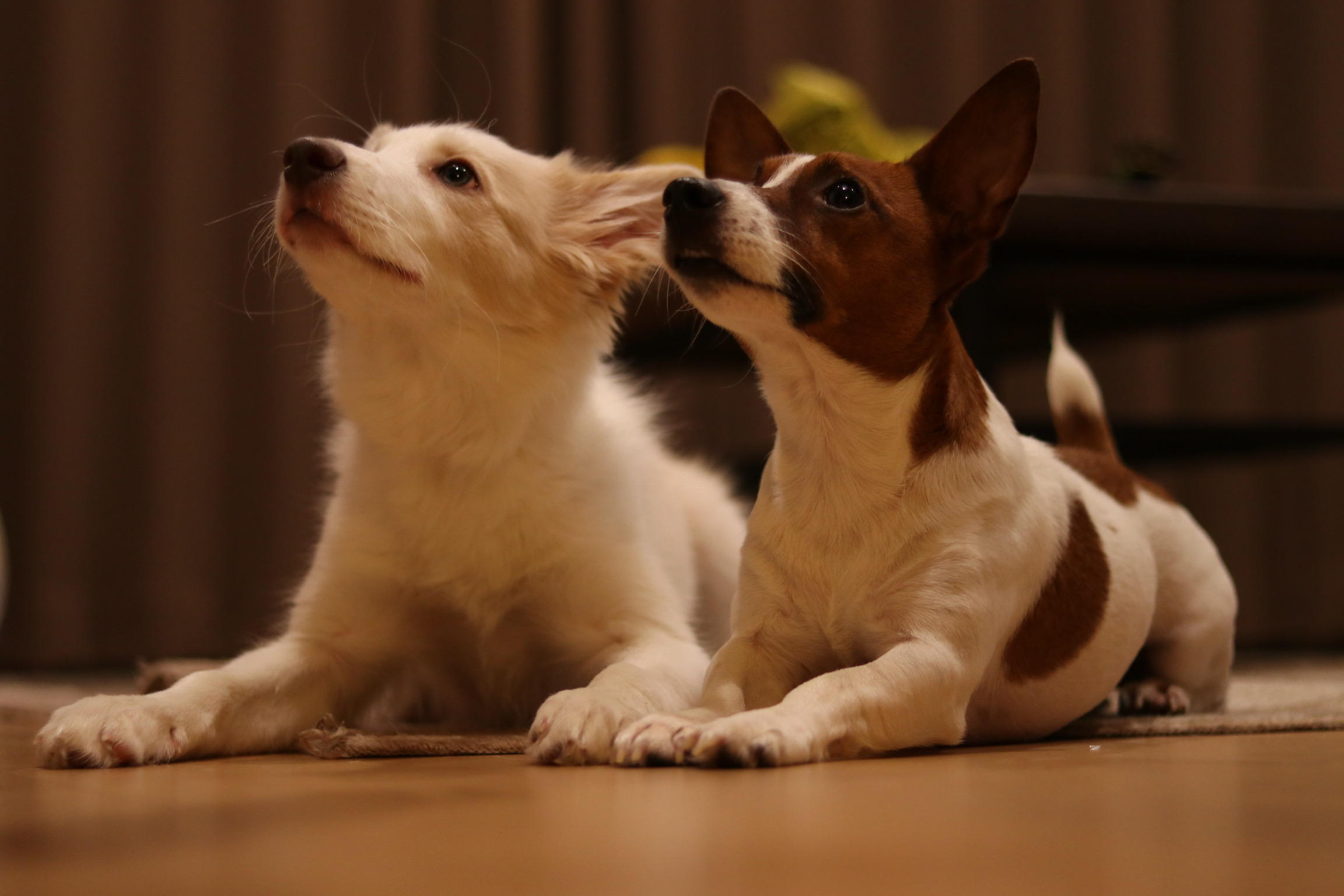 わんにゃんサイトの犬の写真