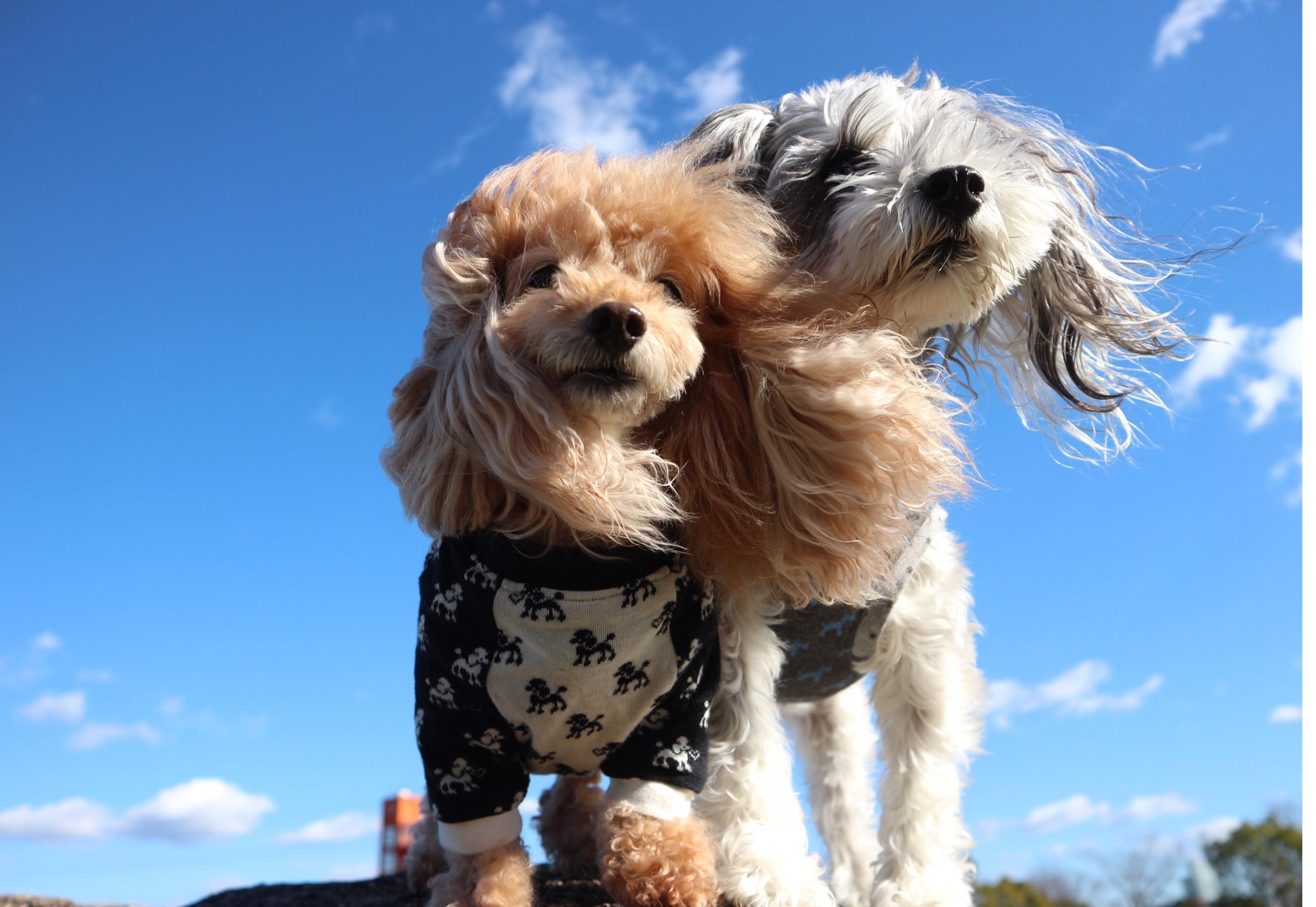 わんにゃんサイトの犬の写真