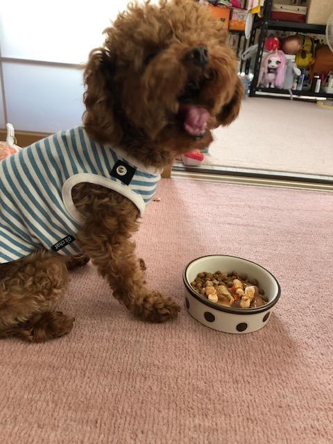 わんにゃんサイトの犬の写真