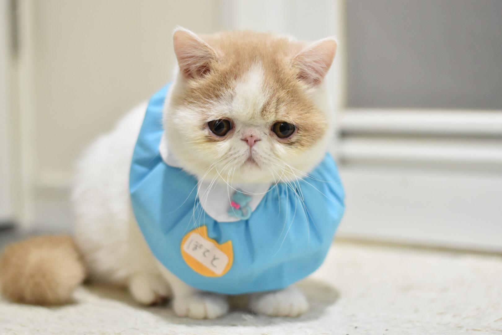 わんにゃんサイトの猫の写真