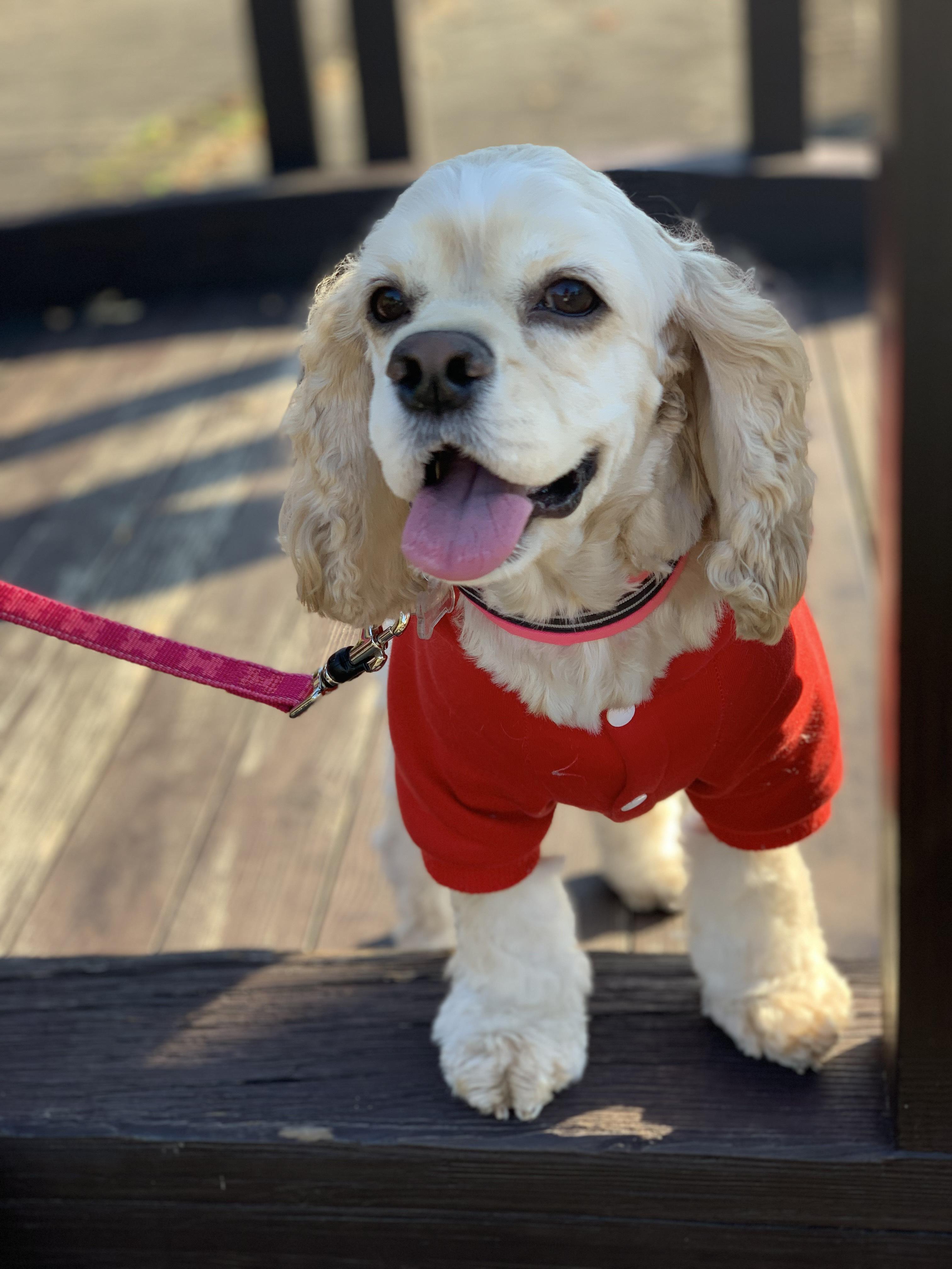 わんにゃんサイトの犬の写真