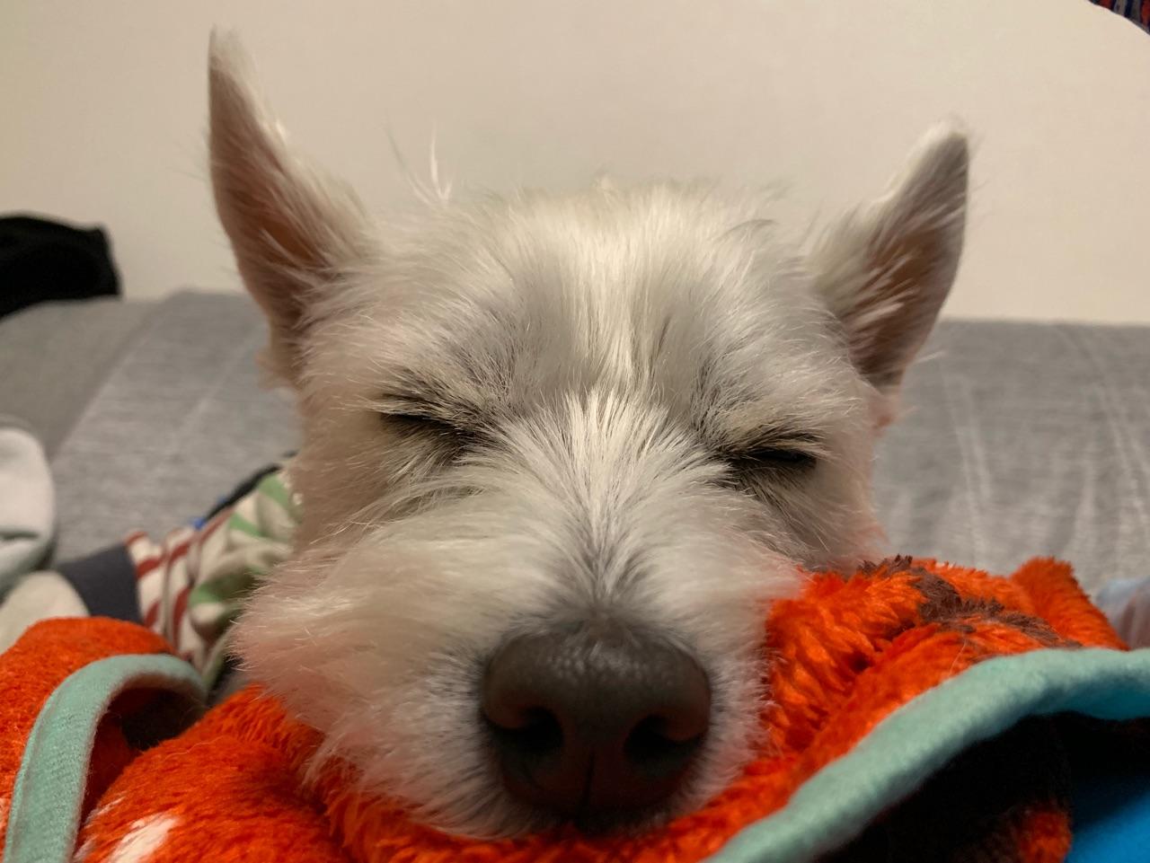 わんにゃんサイトの犬の写真