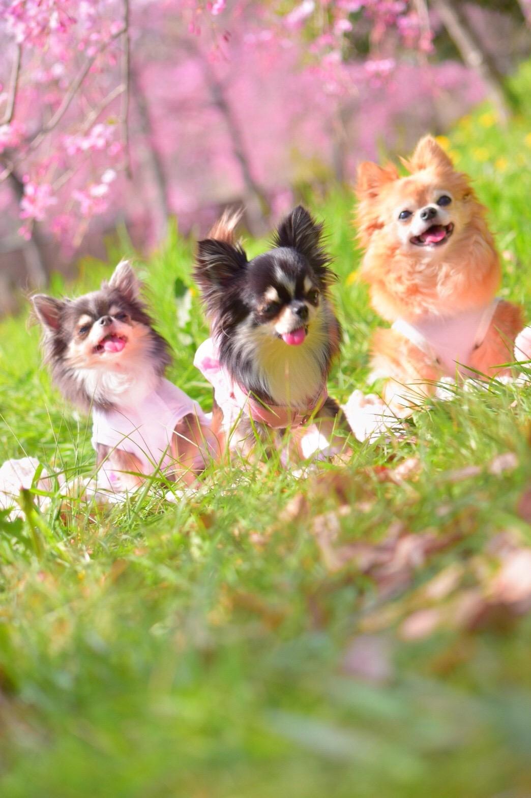 わんにゃんサイトの犬の写真