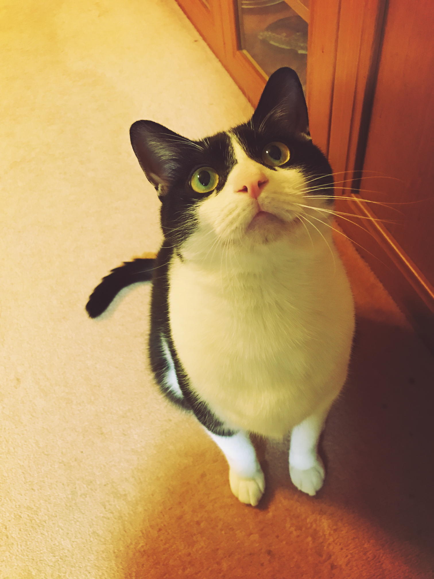 わんにゃんサイトの猫の写真