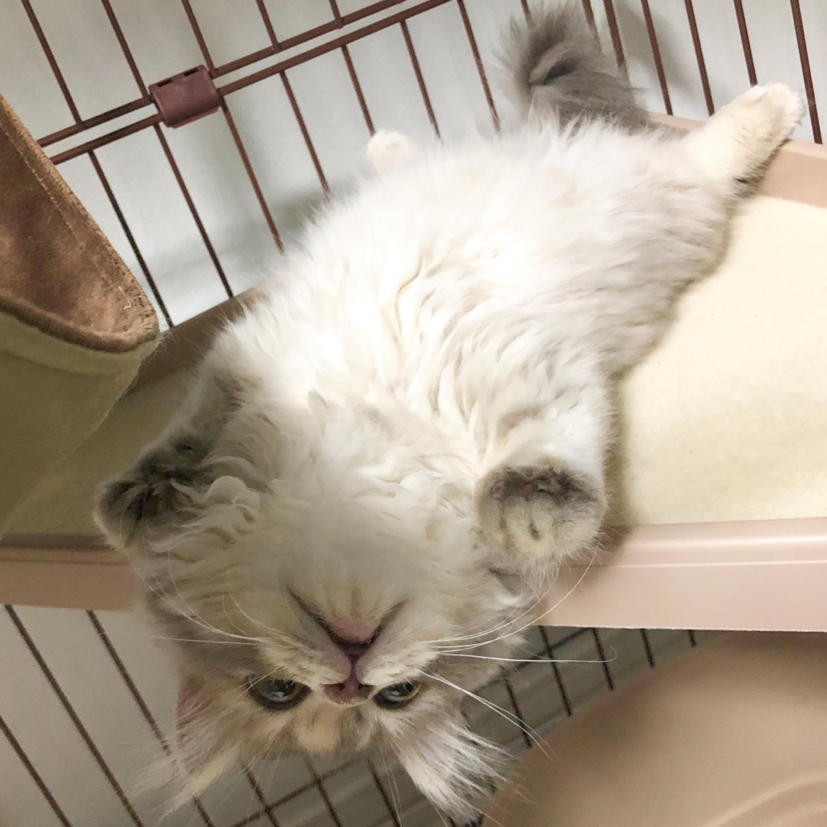 わんにゃんサイトの猫の写真