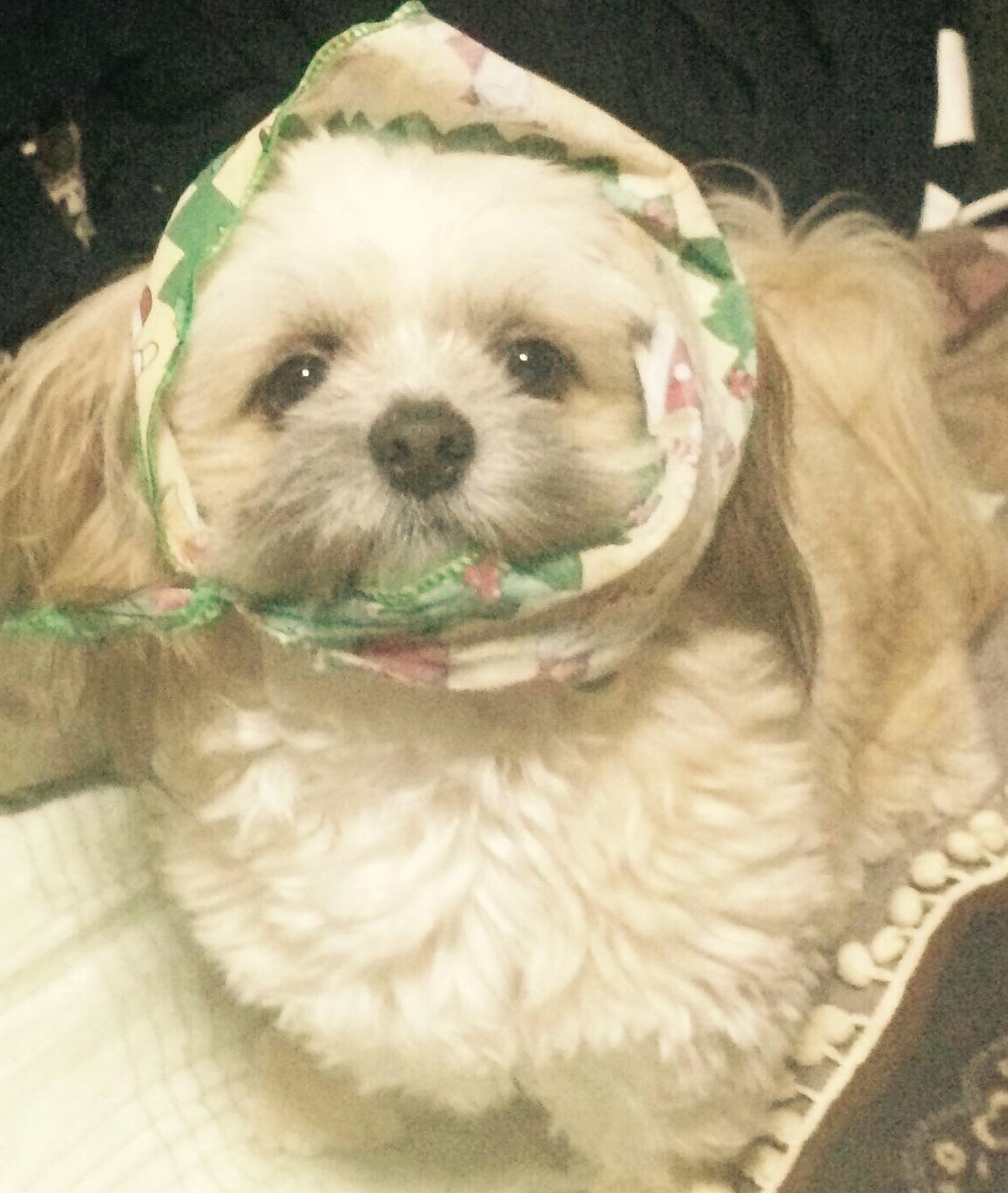 わんにゃんサイトの犬の写真