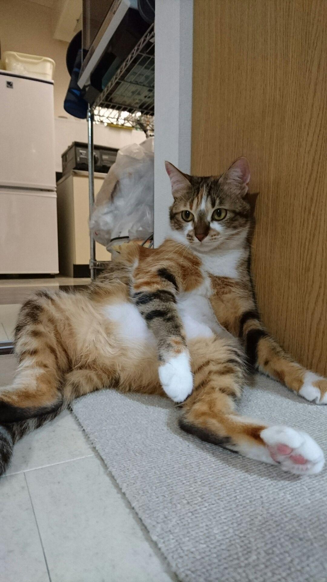 わんにゃんサイトの猫の写真