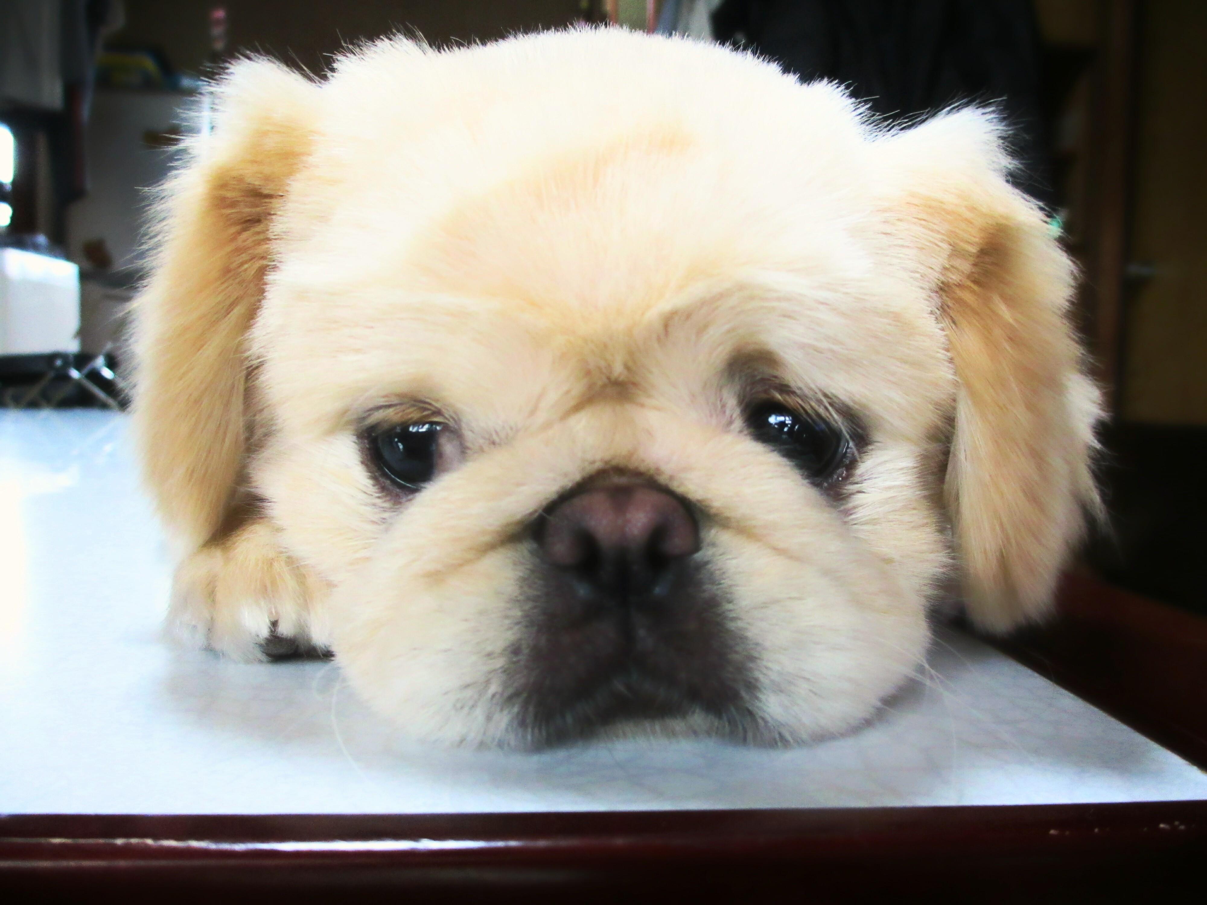 わんにゃんサイトの犬の写真