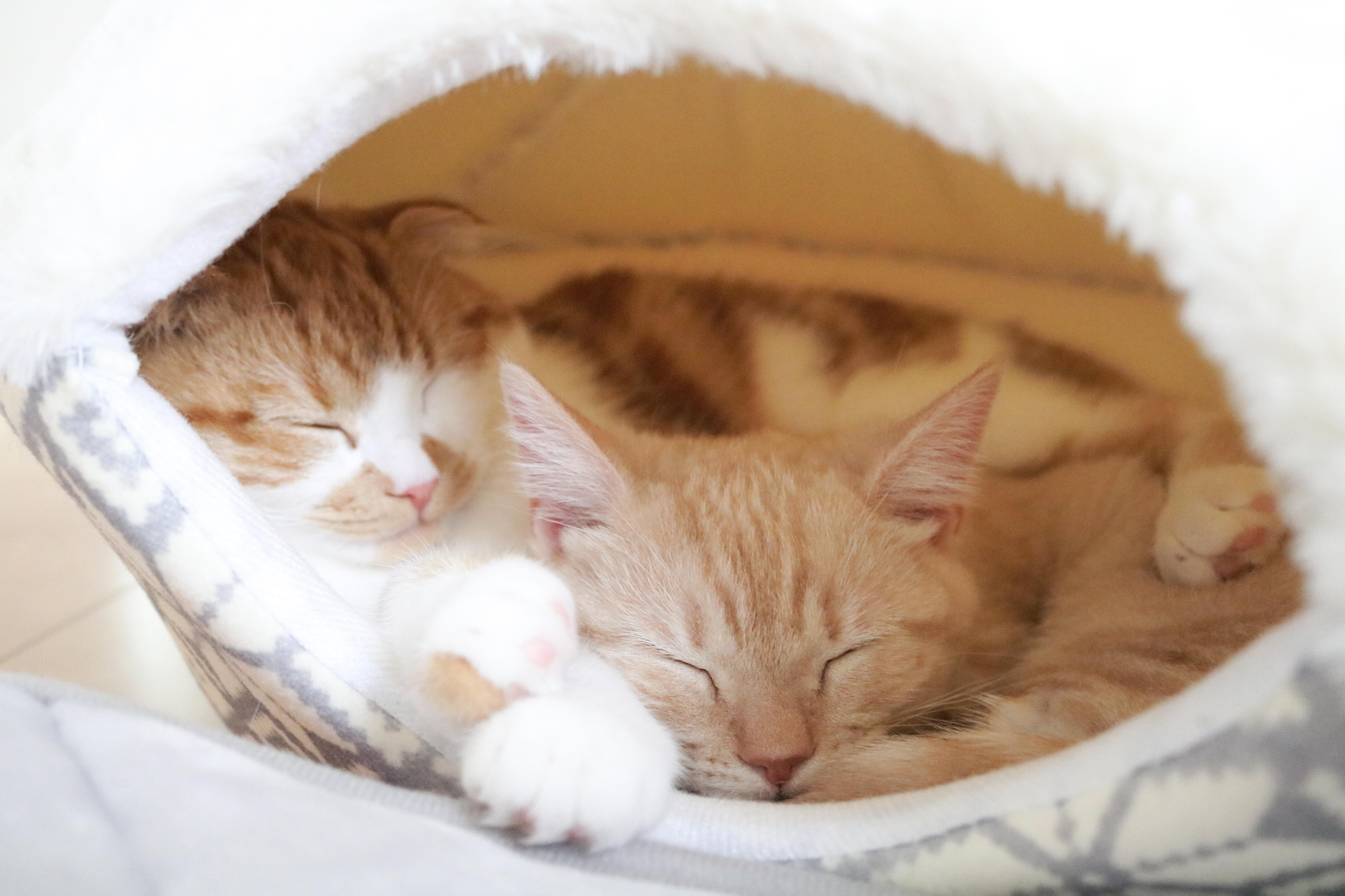 わんにゃんサイトの猫の写真