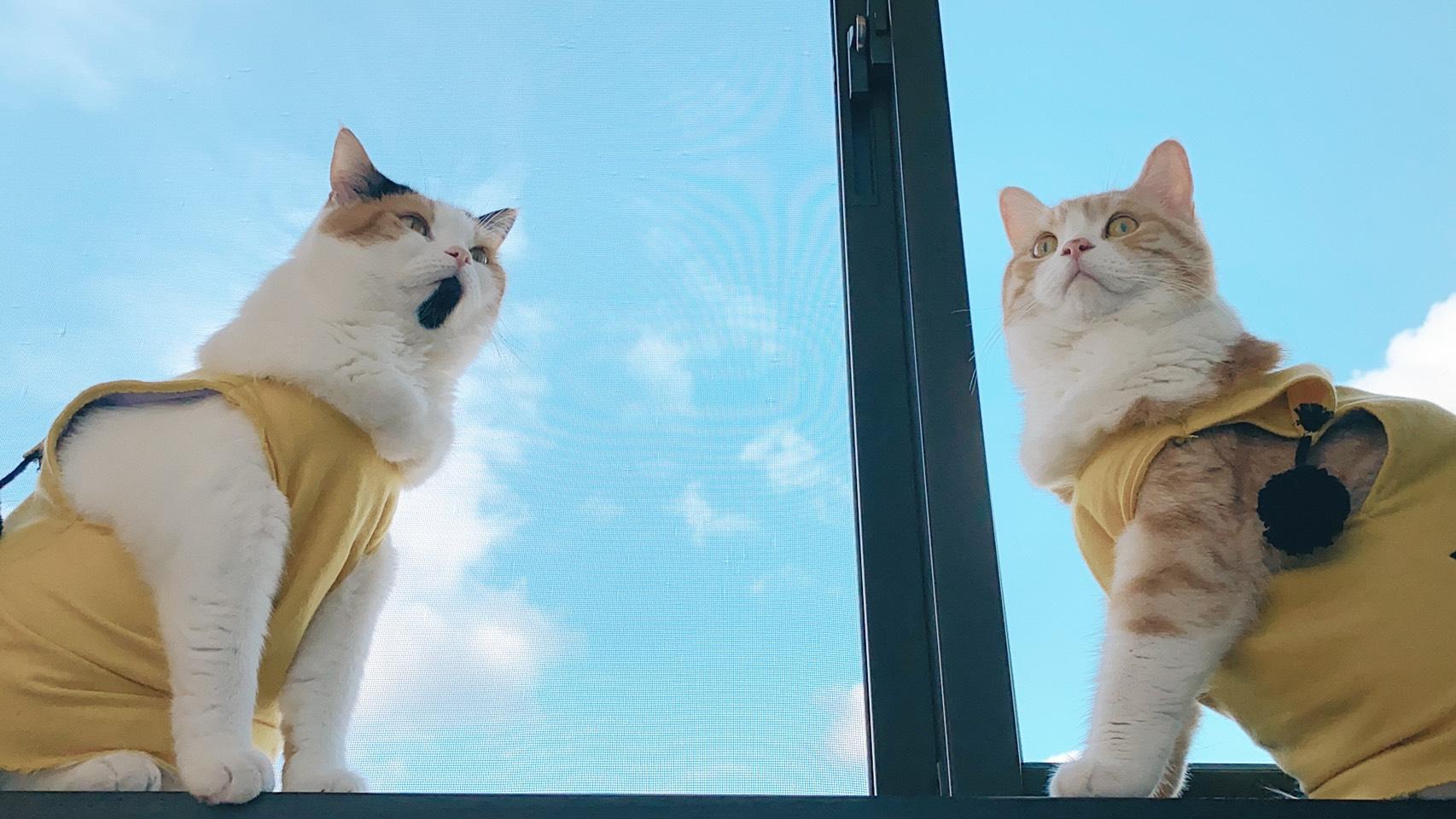 わんにゃんサイトの猫の写真