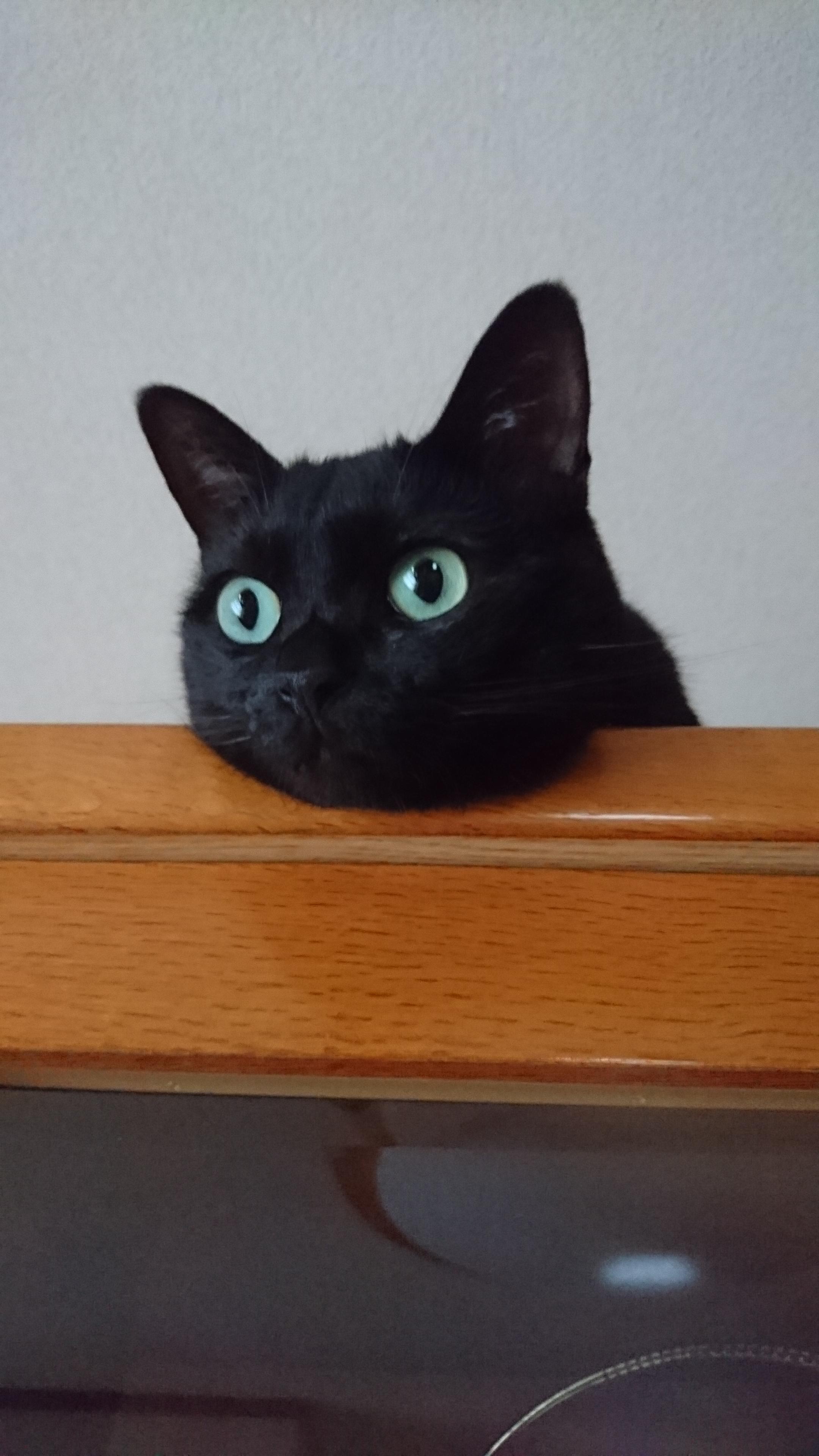 わんにゃんサイトの猫の写真