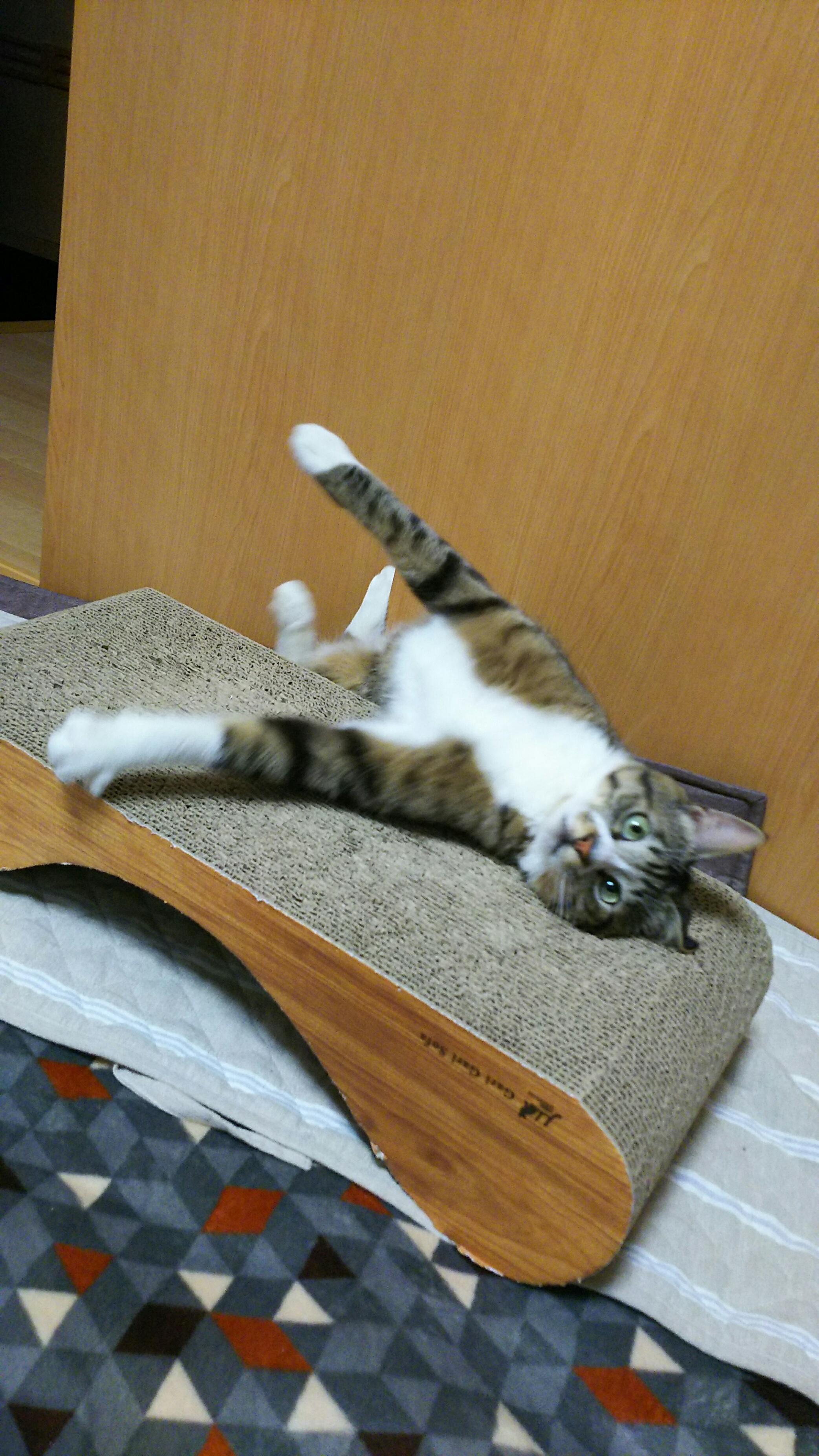 わんにゃんサイトの犬の写真