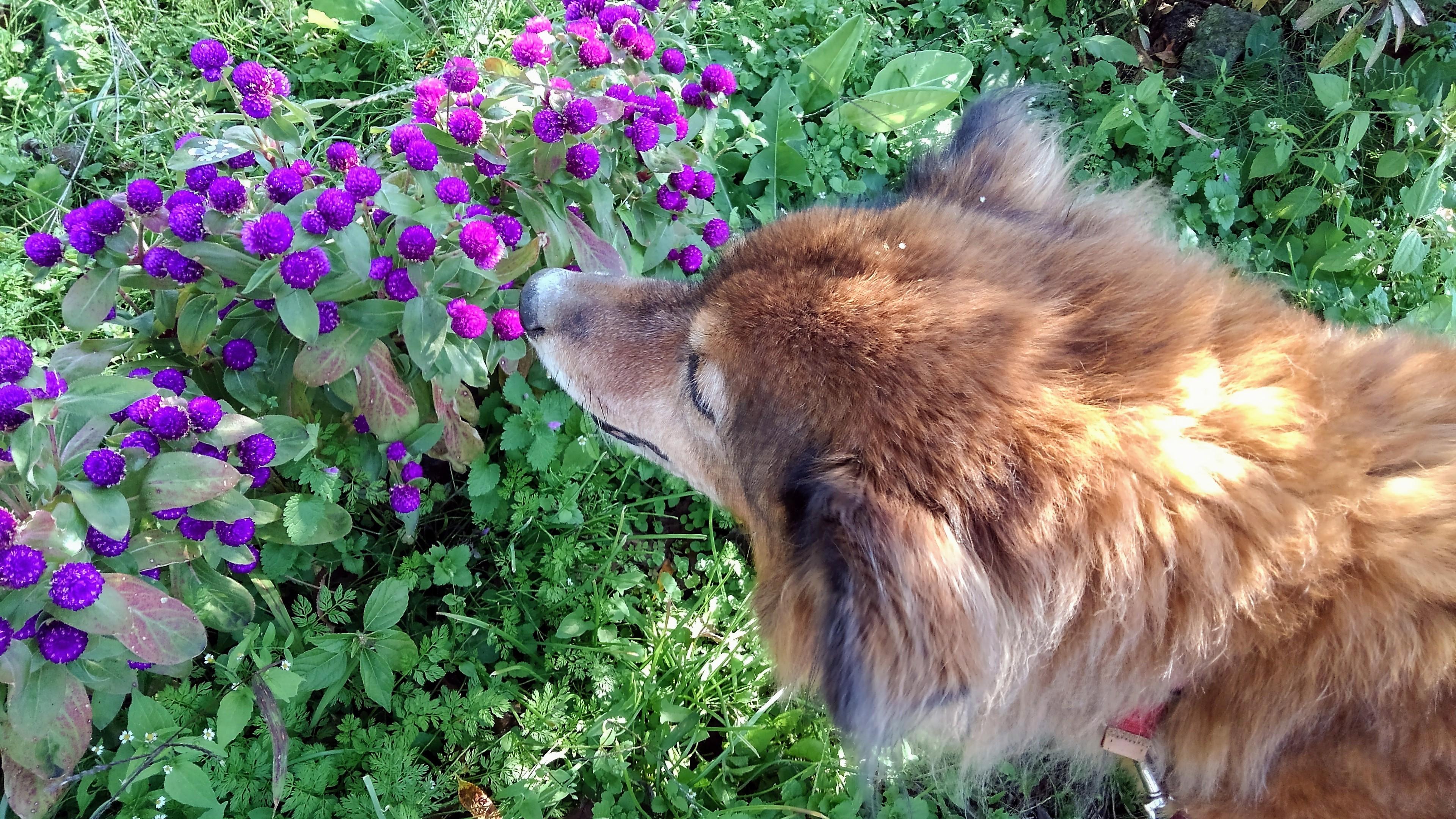 わんにゃんサイトの犬の写真