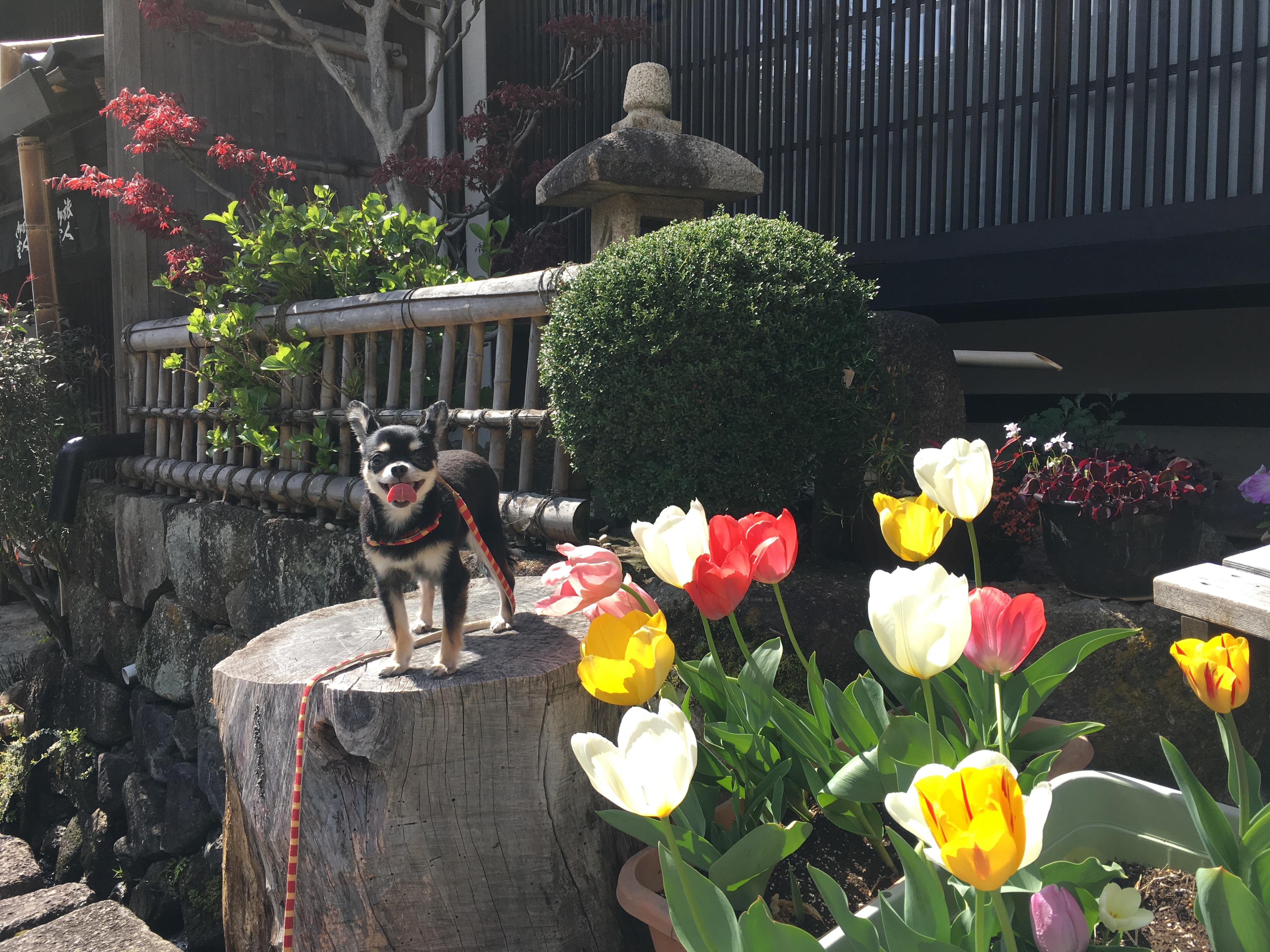 わんにゃんサイトの犬の写真