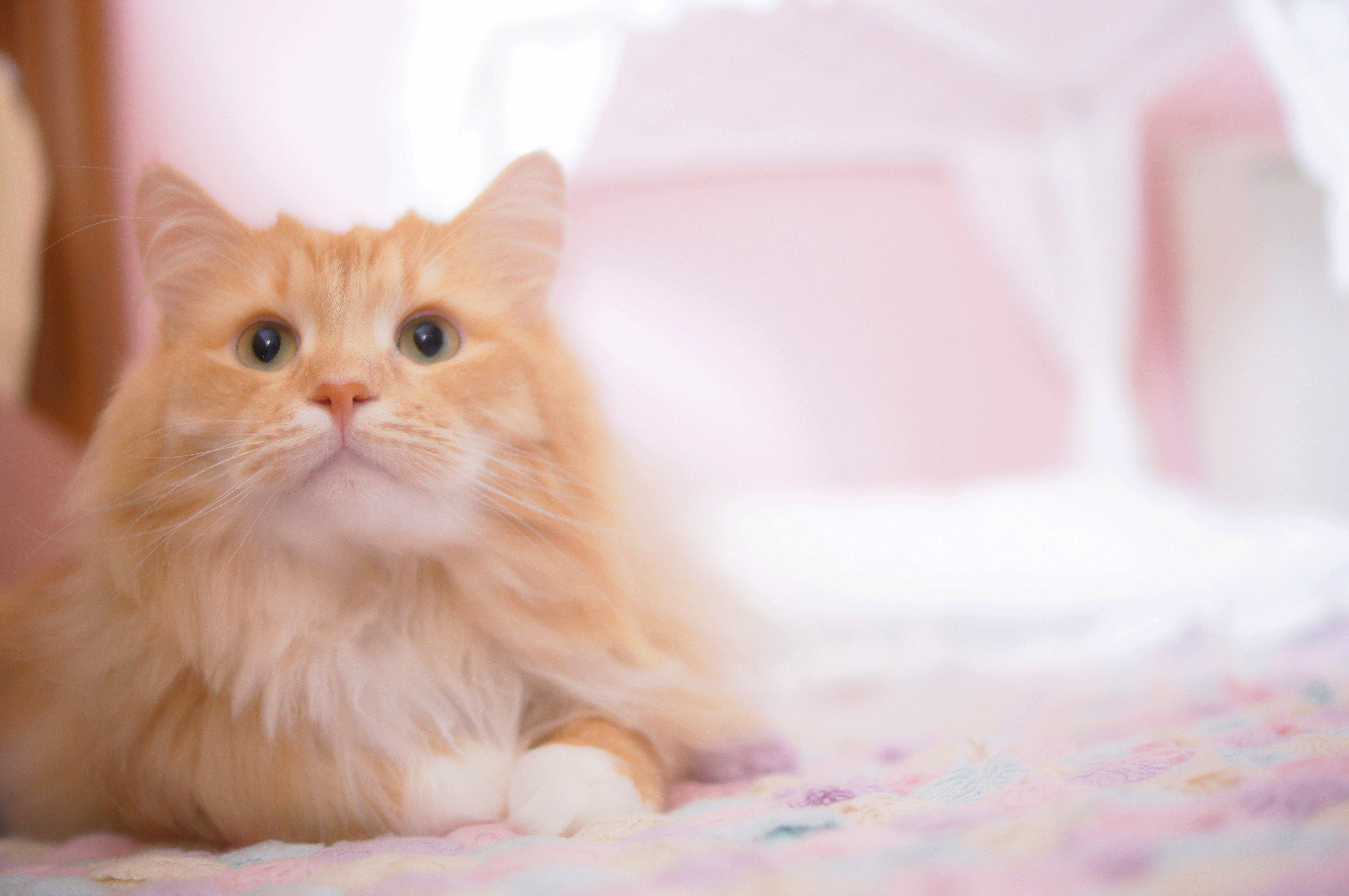 わんにゃんサイトの猫の写真