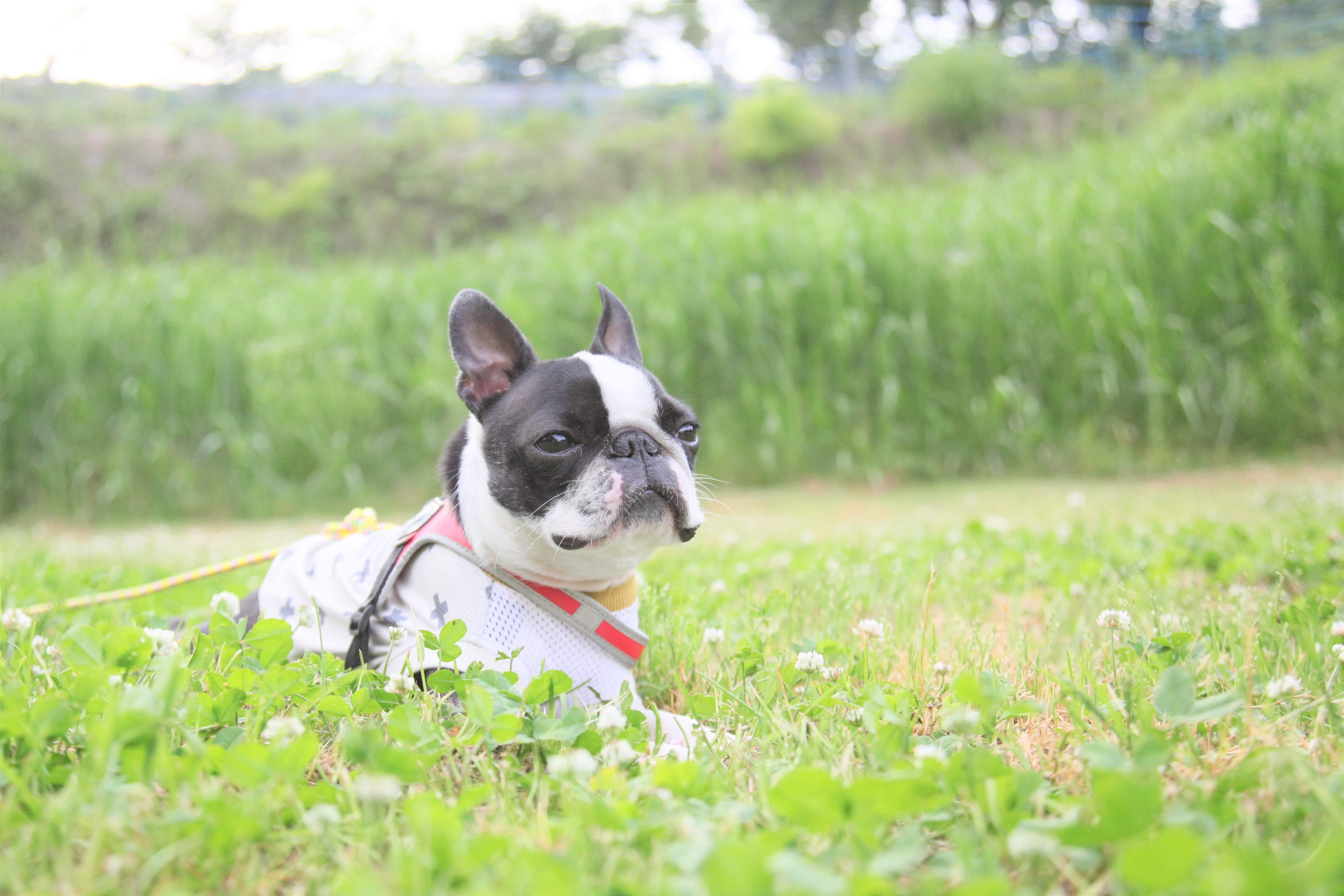 わんにゃんサイトの犬の写真