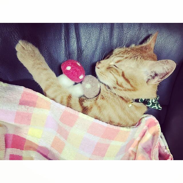 わんにゃんサイトの猫の写真