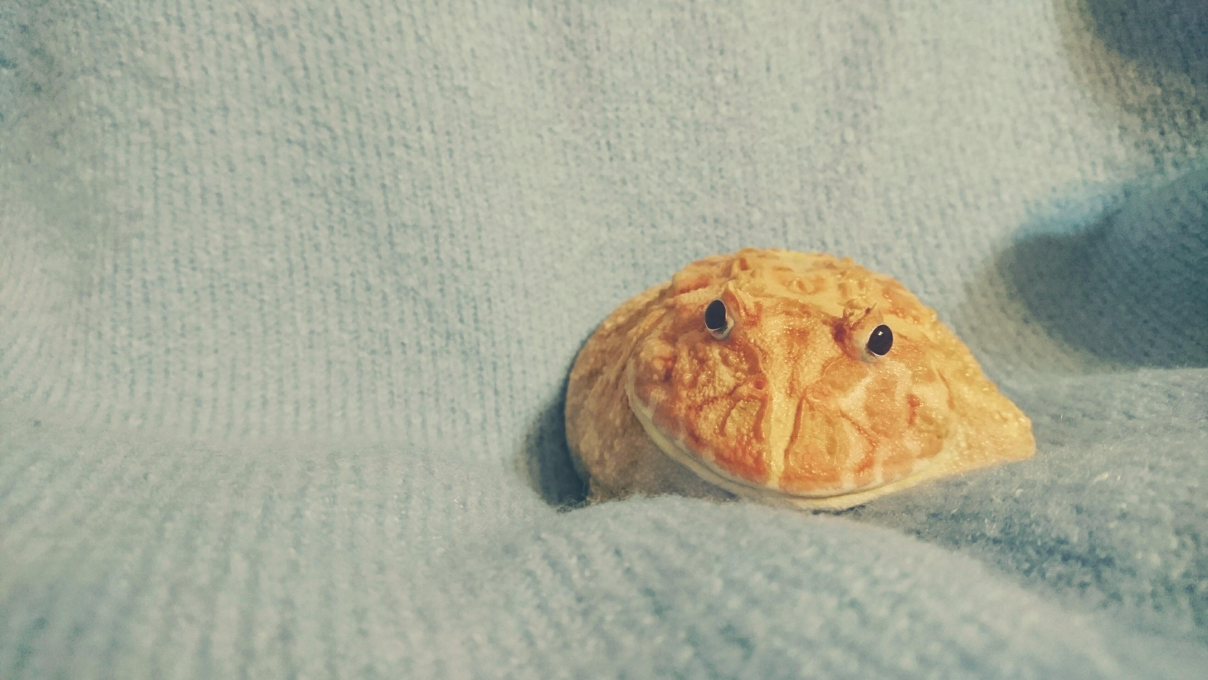 わんにゃんサイトのその他の写真