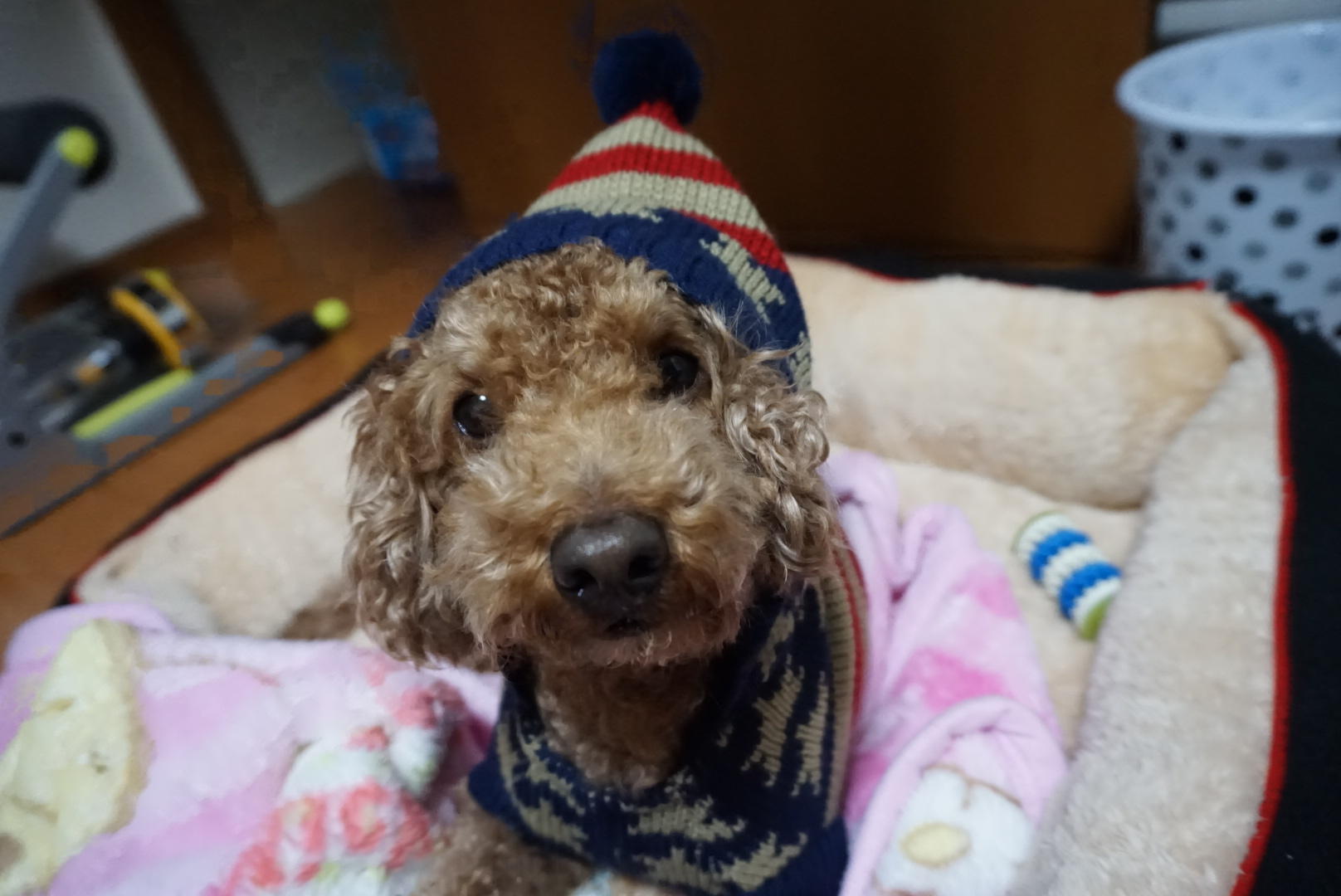 わんにゃんサイトの犬の写真