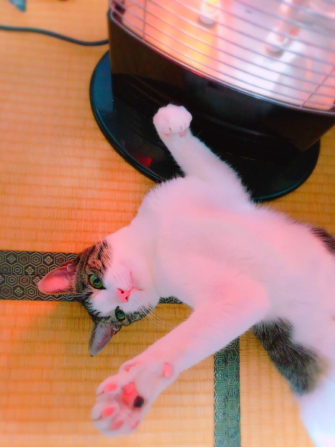 わんにゃんサイトの猫の写真