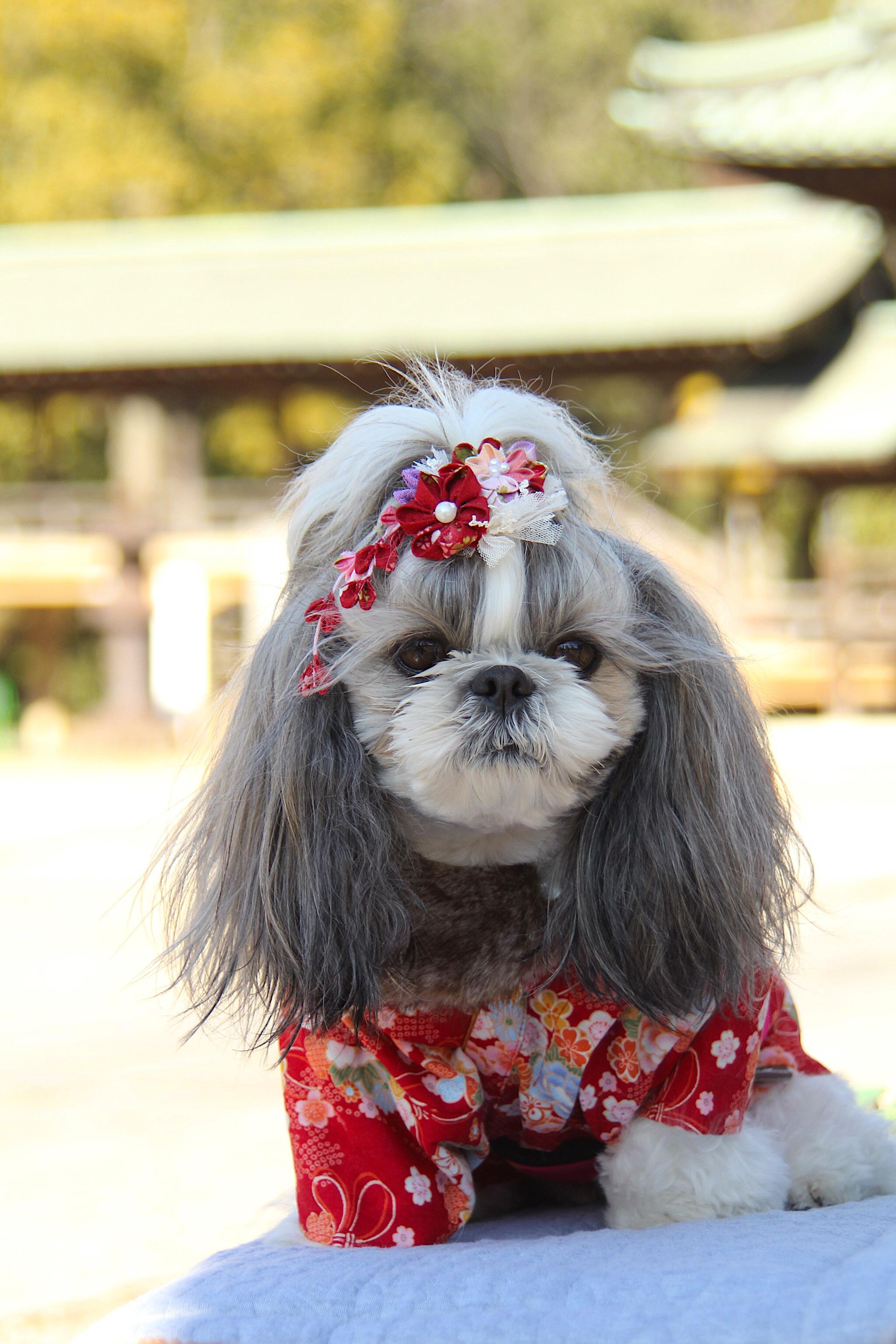 わんにゃんサイトの犬の写真