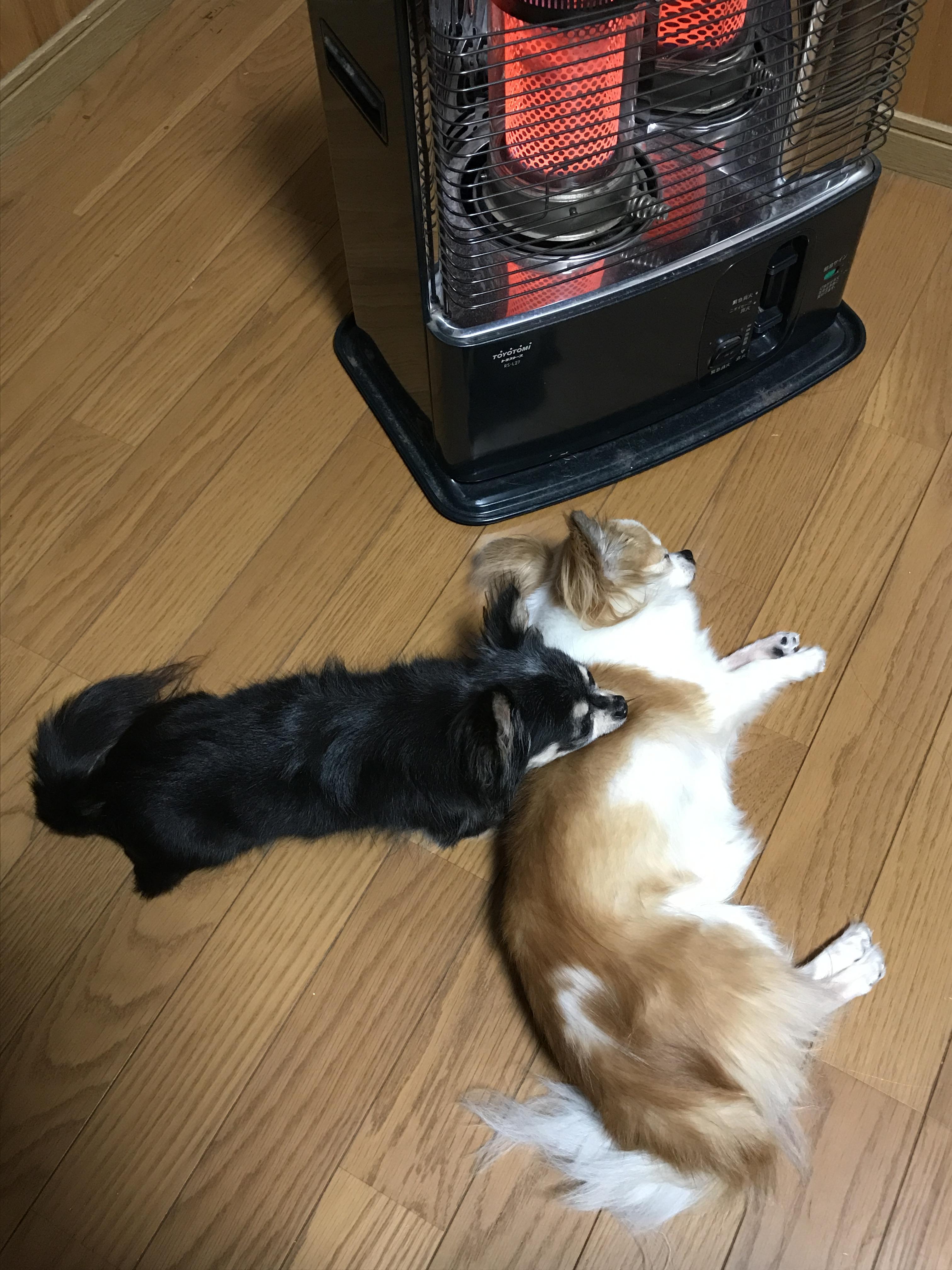 わんにゃんサイトの犬の写真