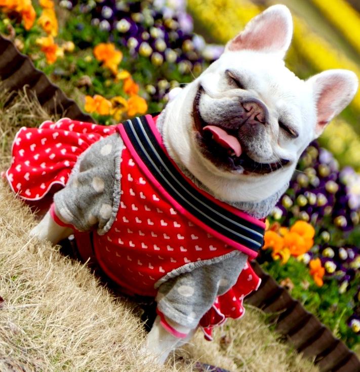 わんにゃんサイトの犬の写真