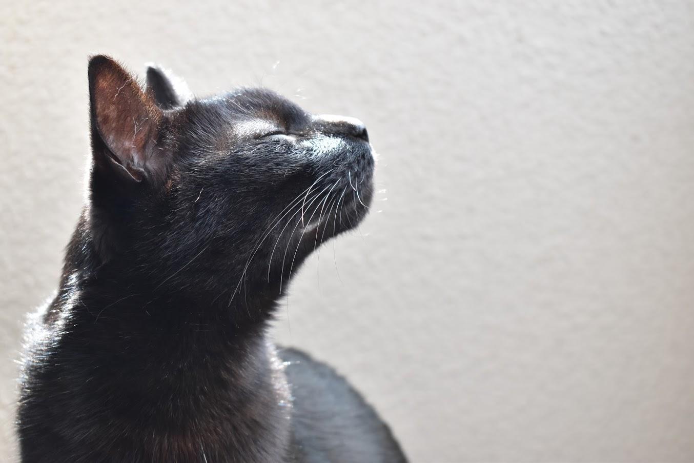 わんにゃんサイトの猫の写真