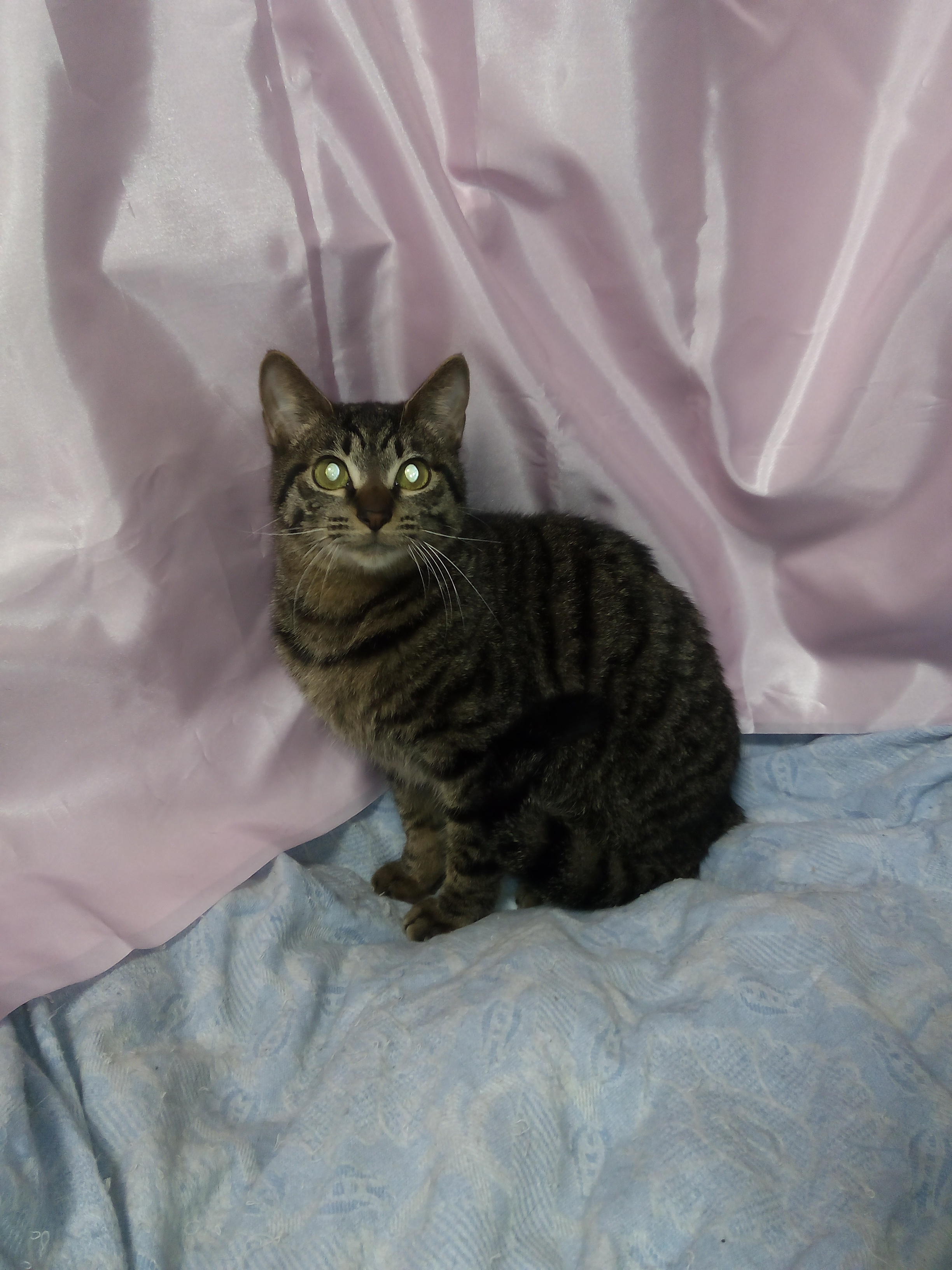 わんにゃんサイトの猫の写真