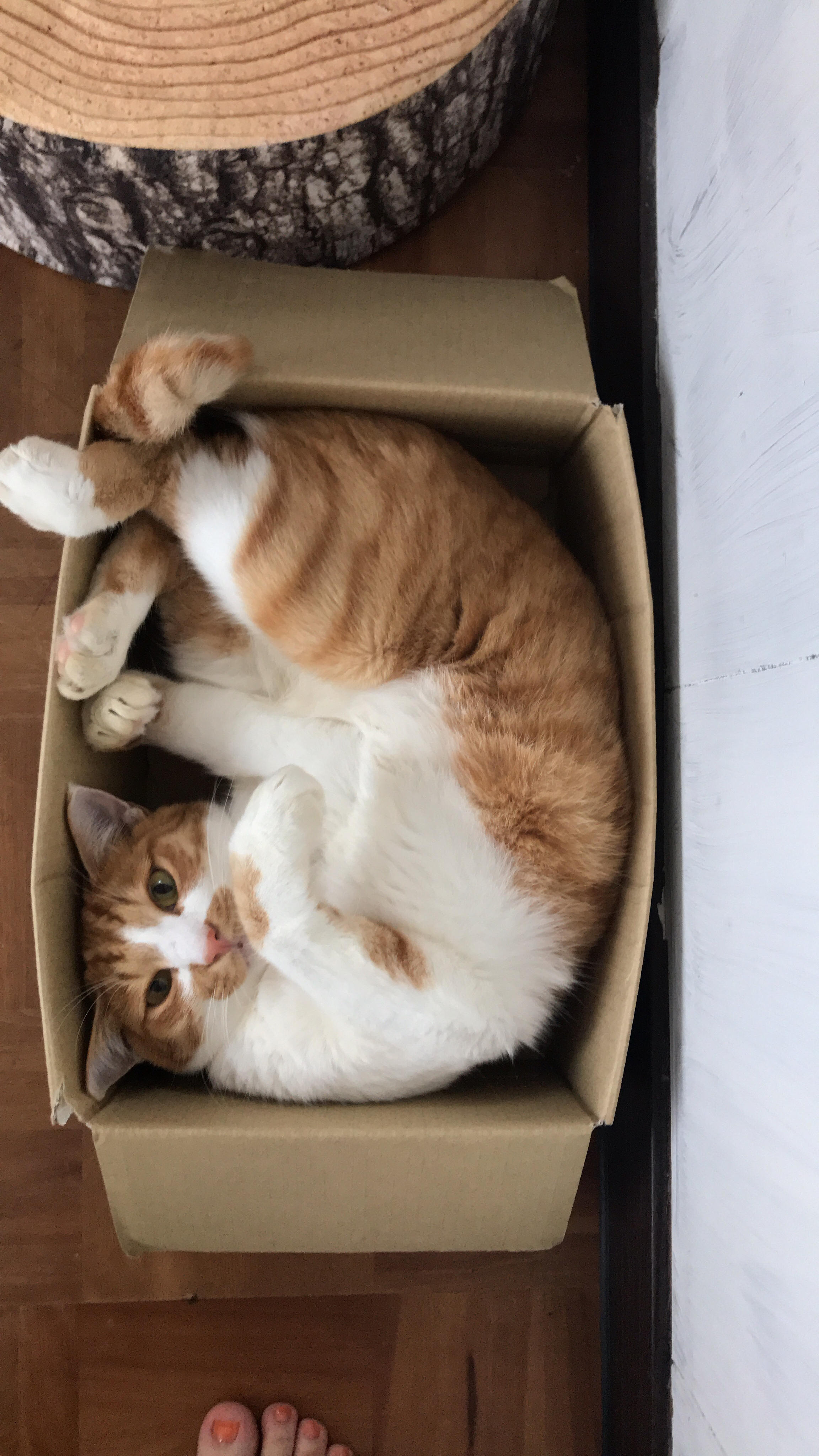 わんにゃんサイトの猫の写真