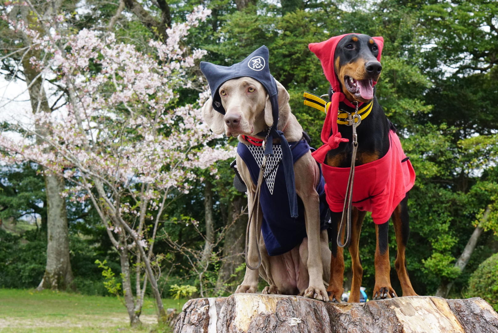 わんにゃんサイトの犬の写真