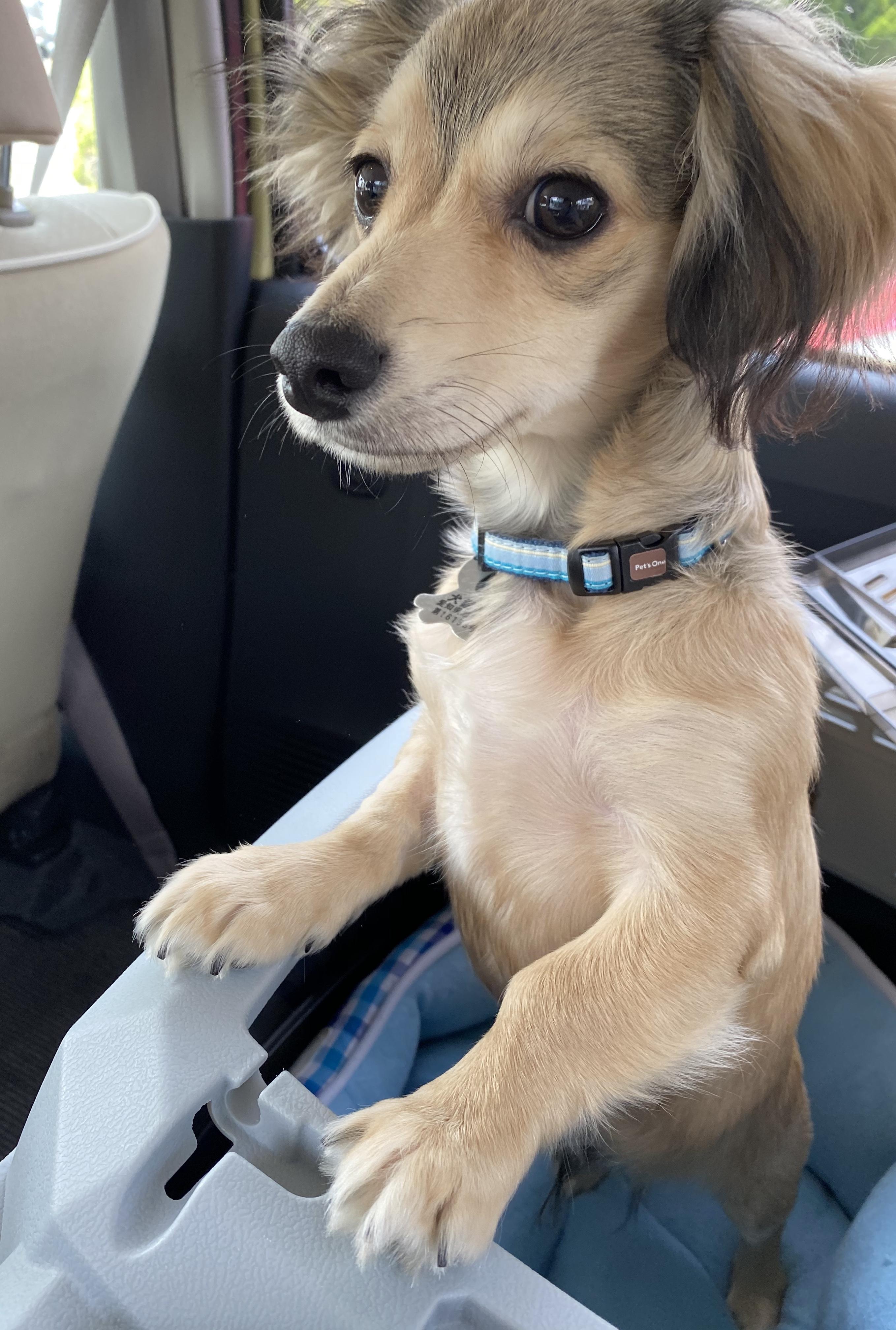 わんにゃんサイトの犬の写真