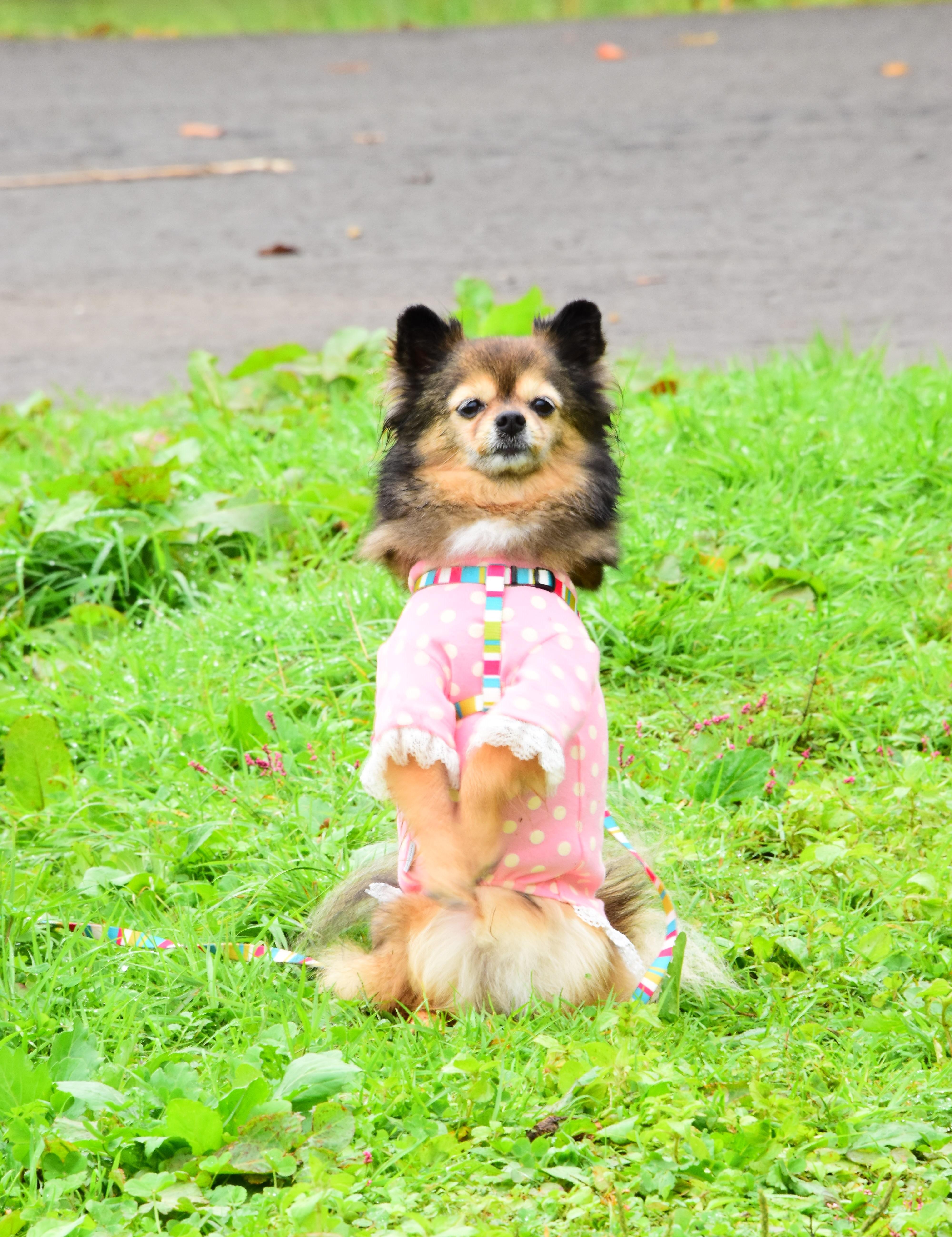 わんにゃんサイトの犬の写真