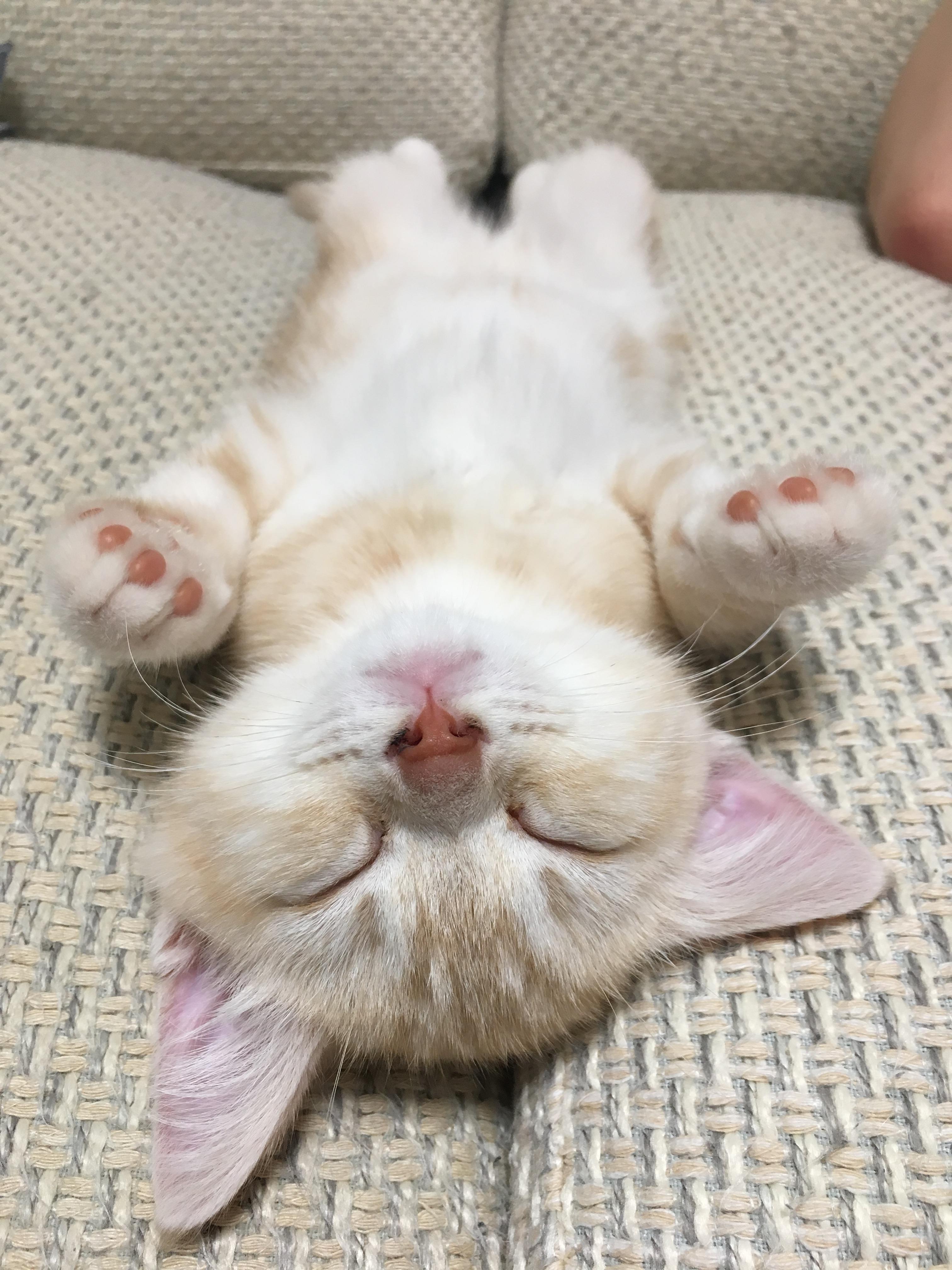 わんにゃんサイトの猫の写真