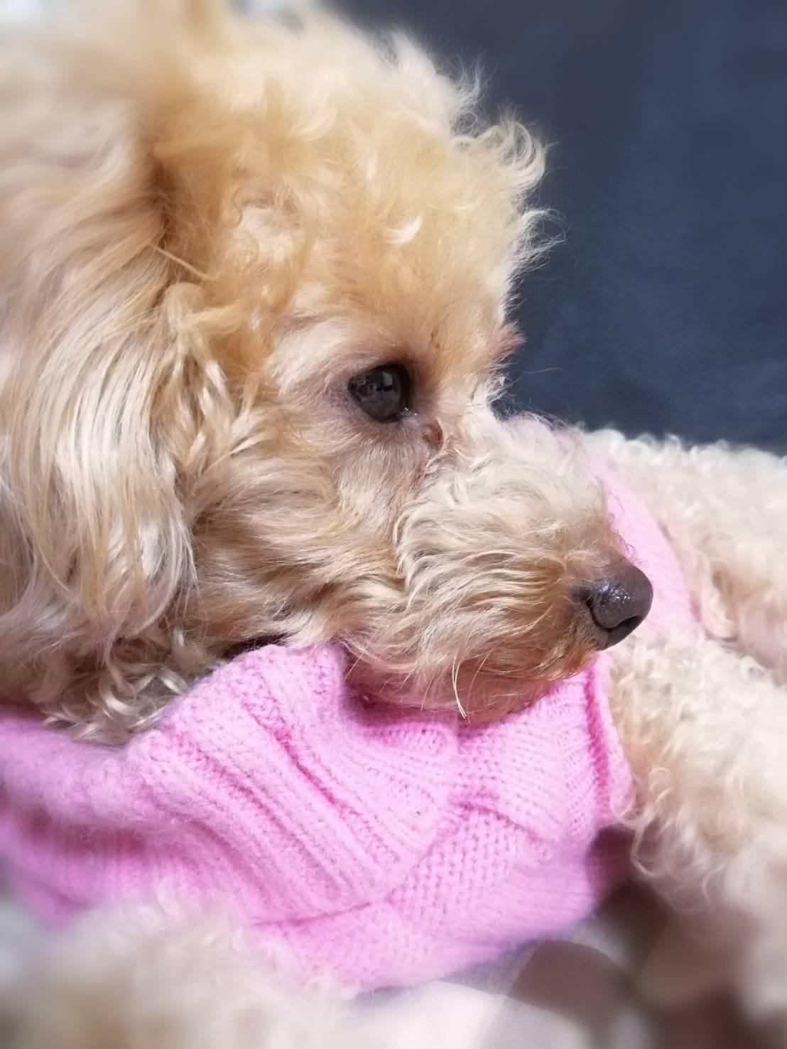 わんにゃんサイトの犬の写真