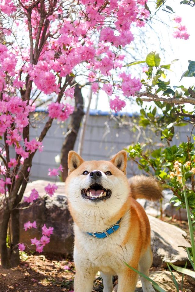 わんにゃんサイトの犬の写真