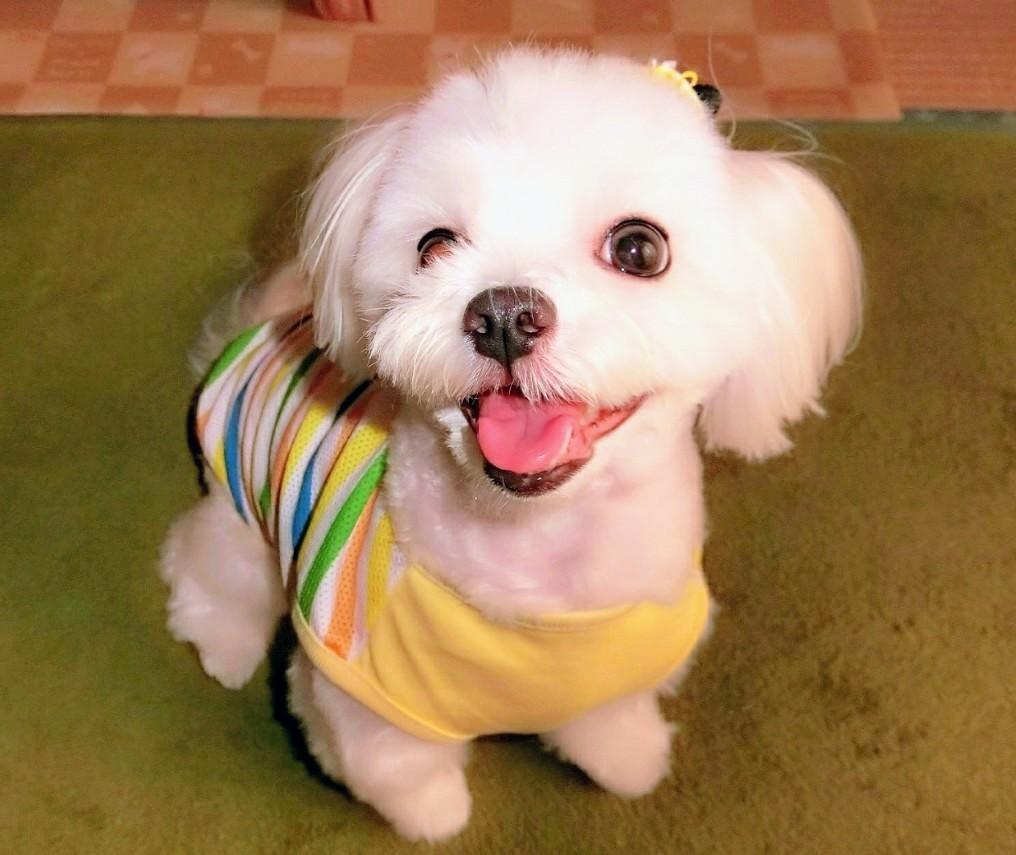 わんにゃんサイトの犬の写真