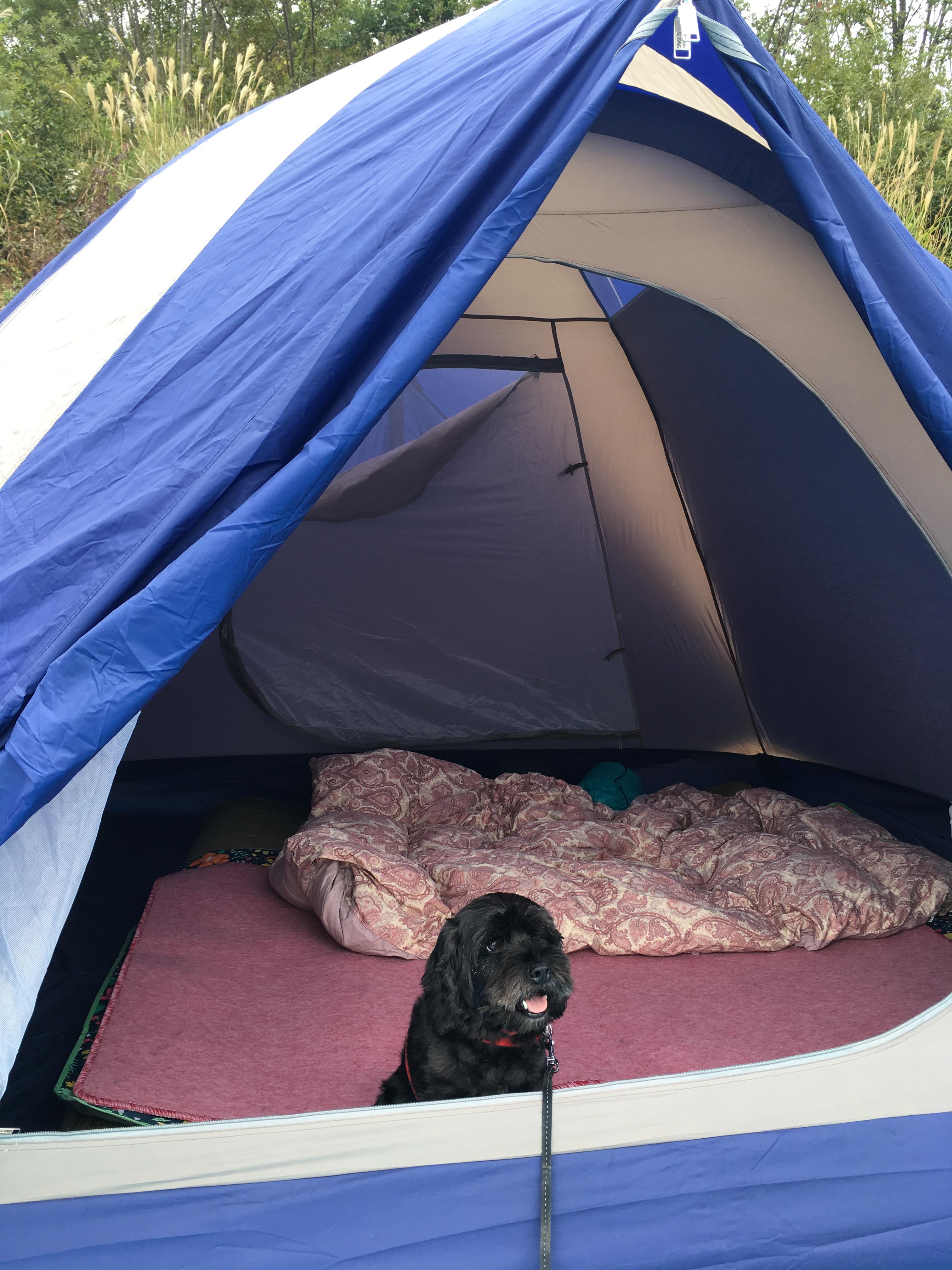 わんにゃんサイトの犬の写真