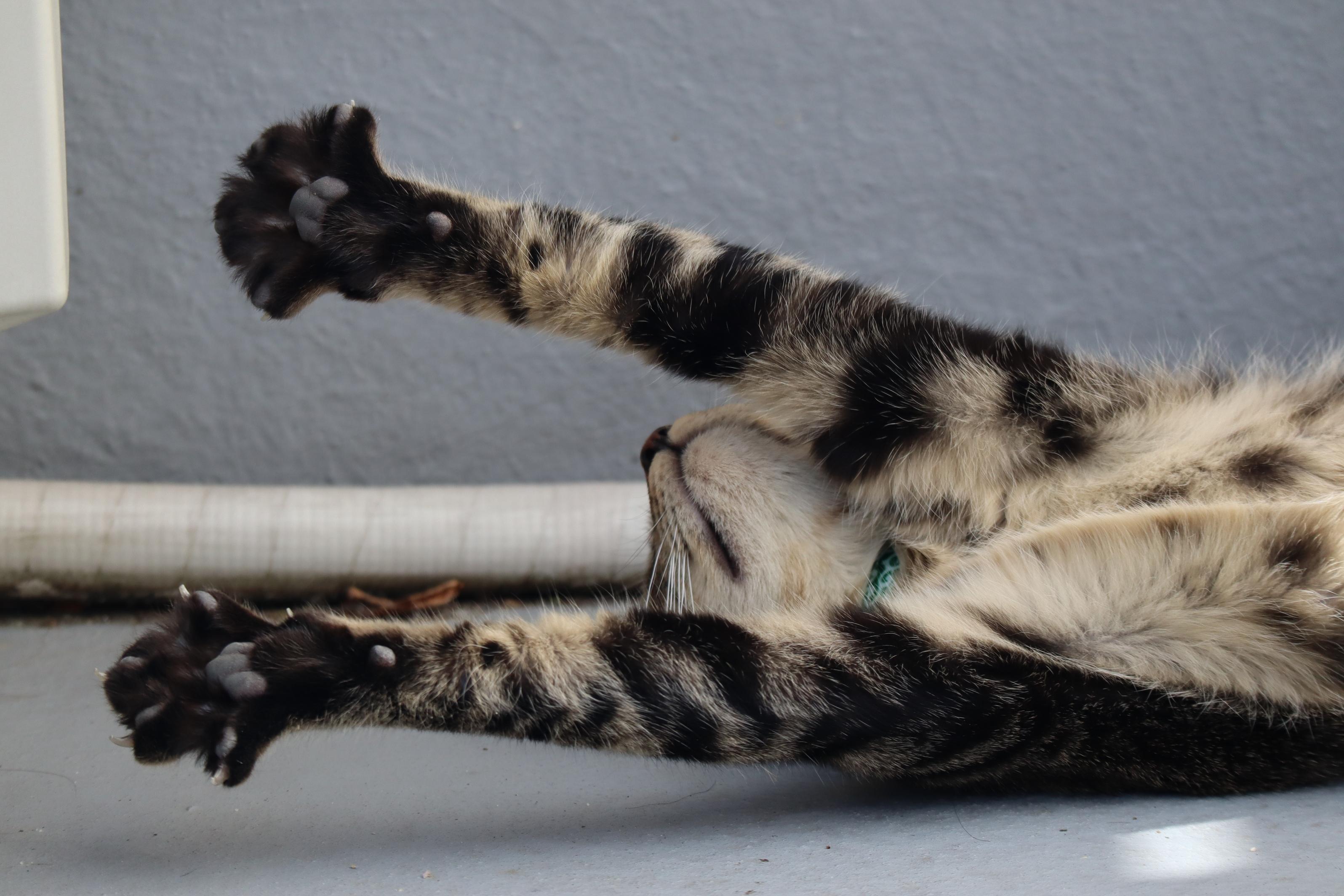 わんにゃんサイトの猫の写真