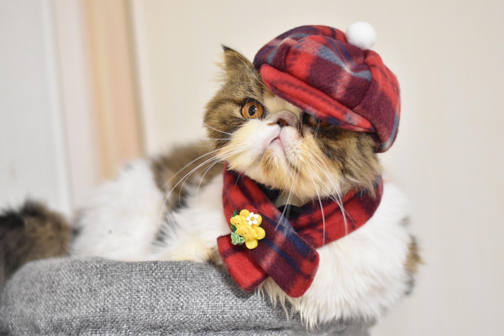 わんにゃんサイトの猫の写真